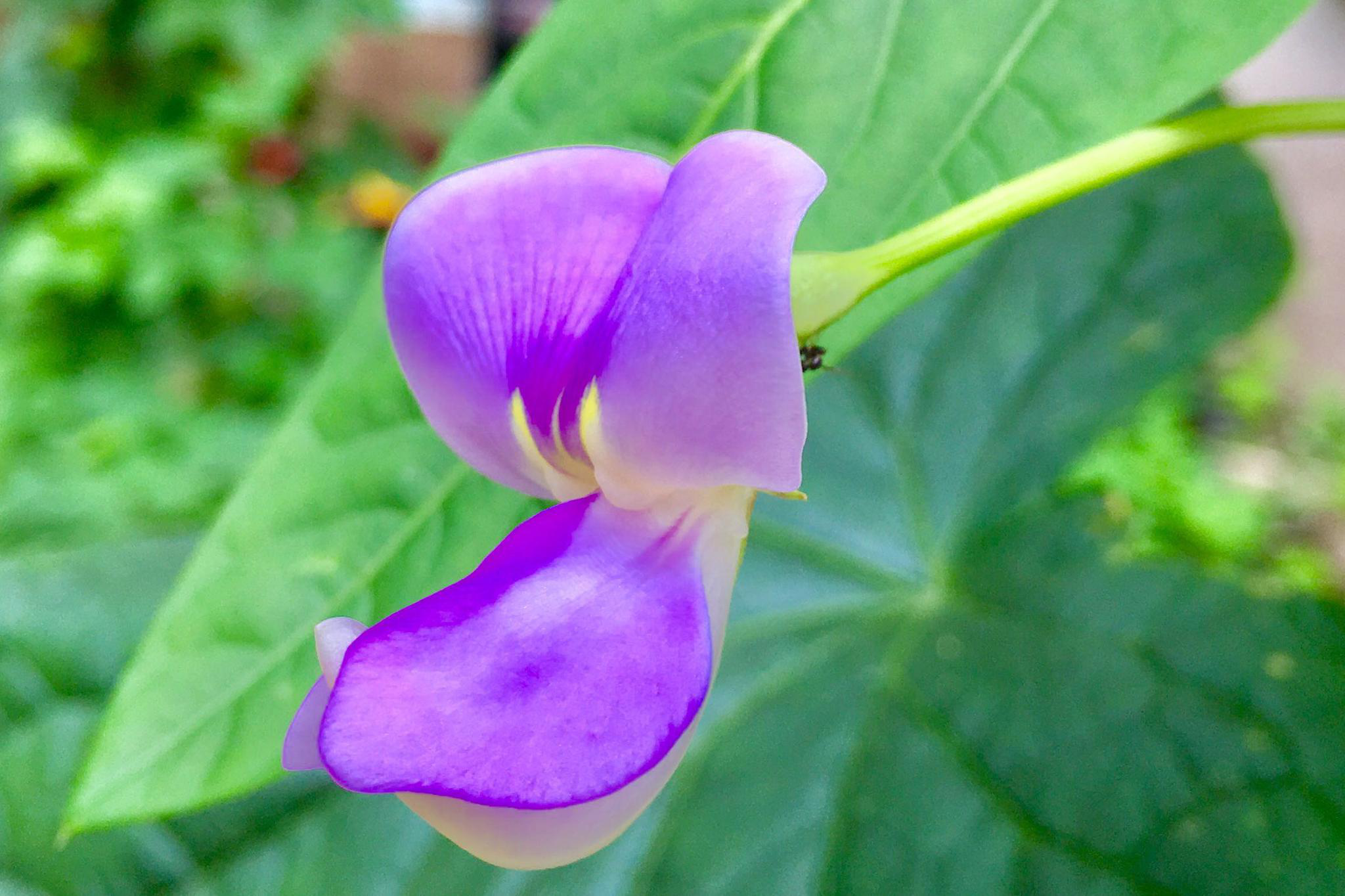 蔬菜·四季豆(花与果)_新浪看点