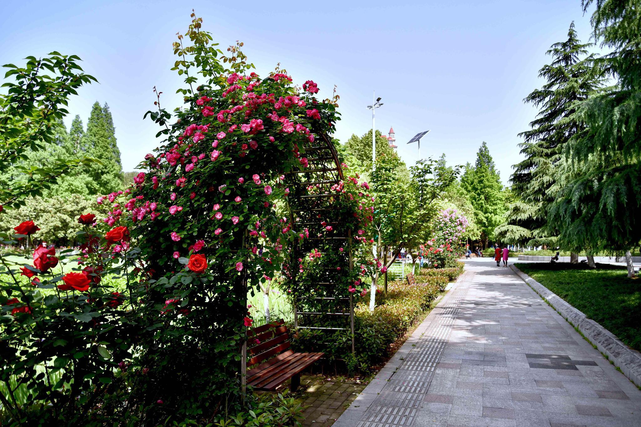 多彩月季扮美武汉市和平公园武汉市青山区