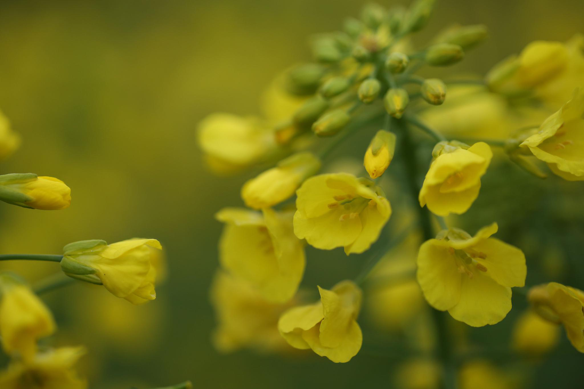 油菜花开的季节,美极了