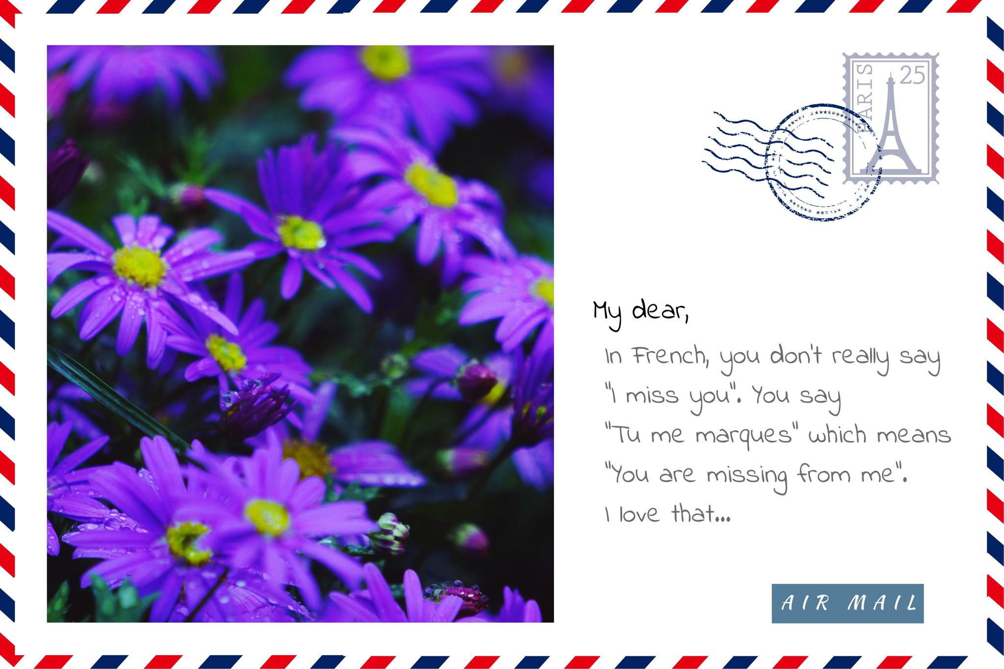 蓝色的玛格丽特,又称费利菊,花语:期待的爱.