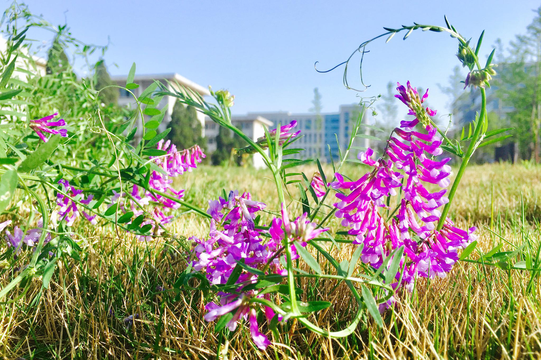 花卉摄影广布野豌豆花
