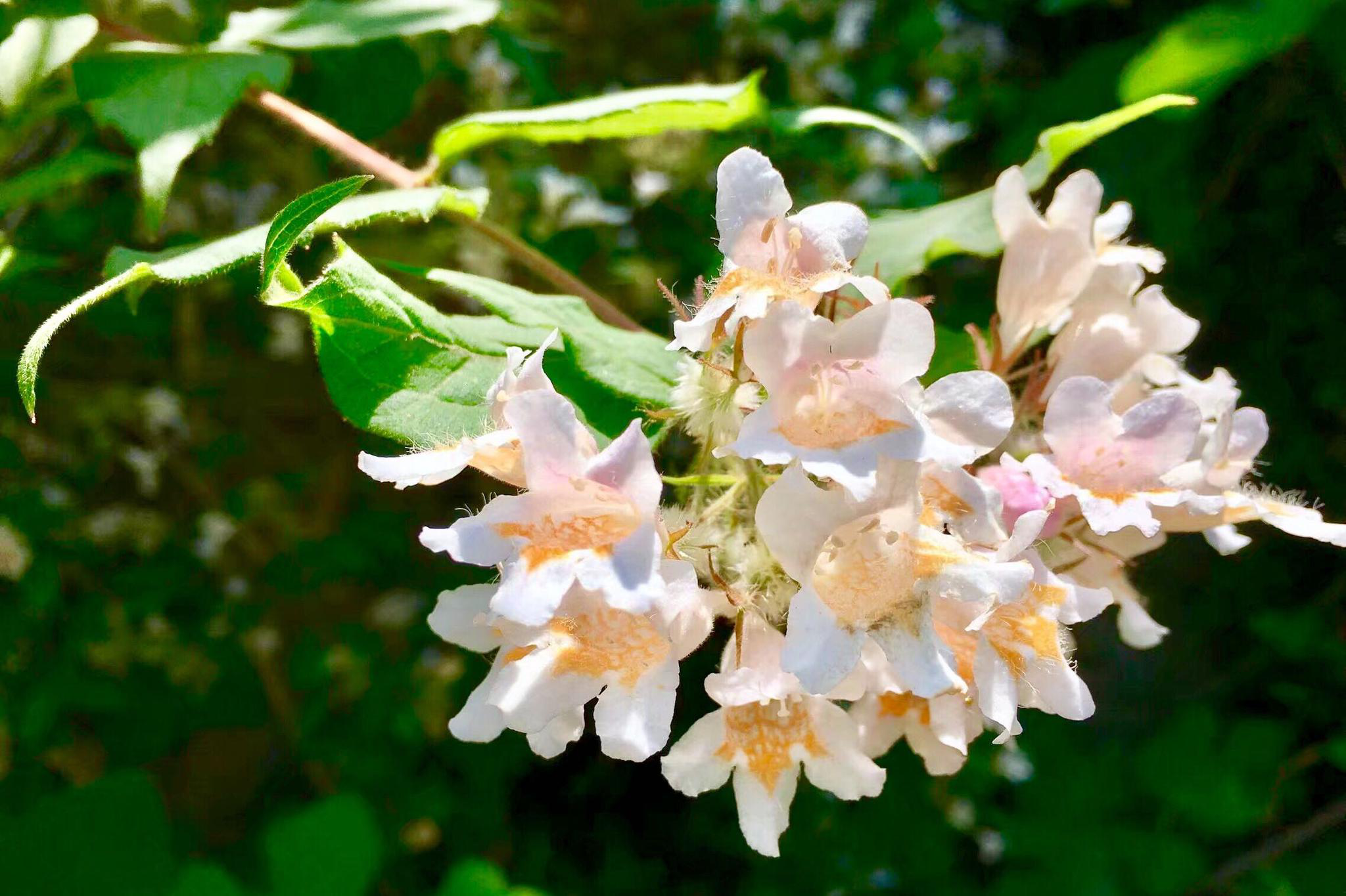 花卉摄影·猬实