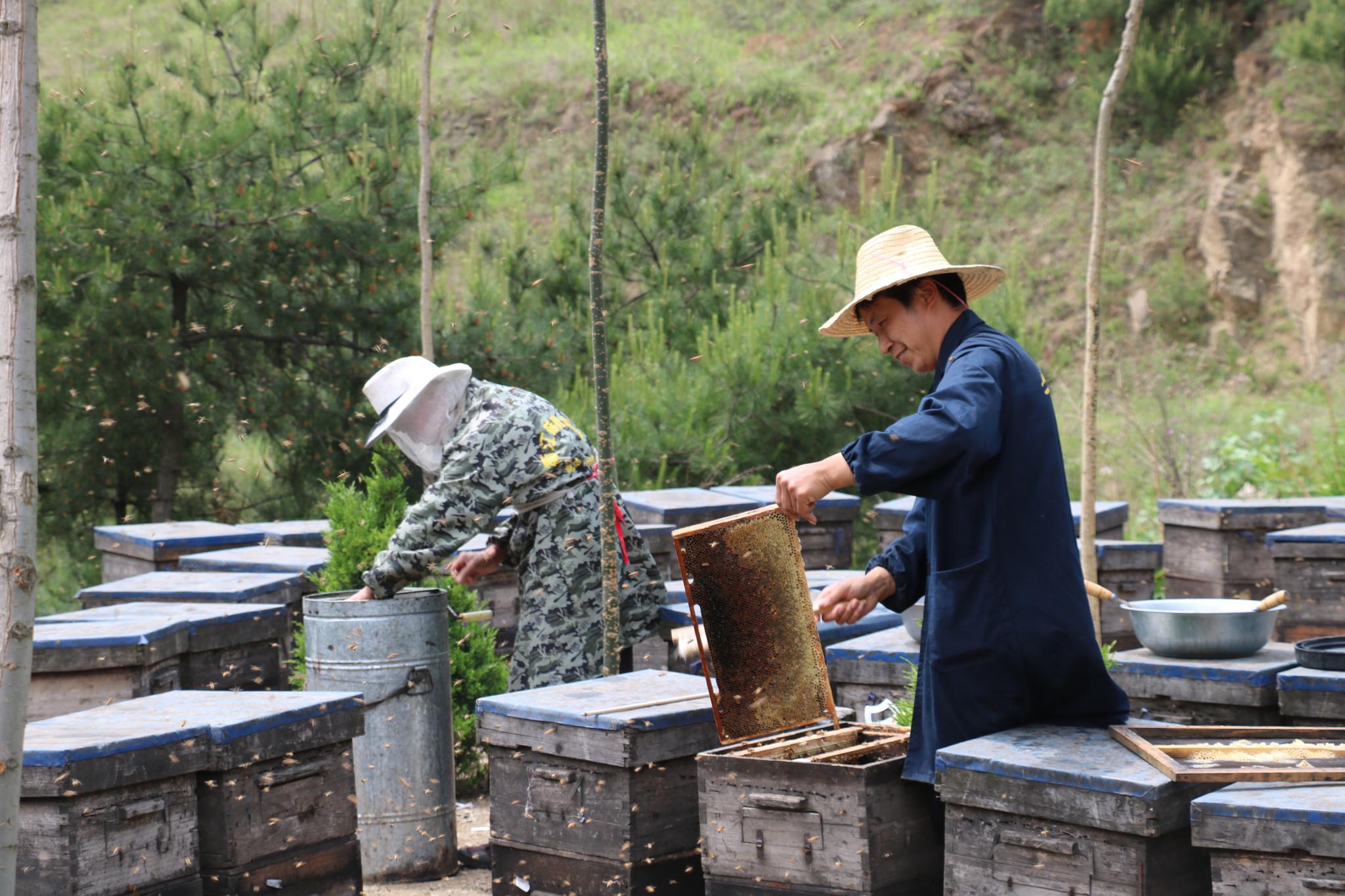 【陕西-商州】在商山深处,勤劳的养蜂人忙碌工作中