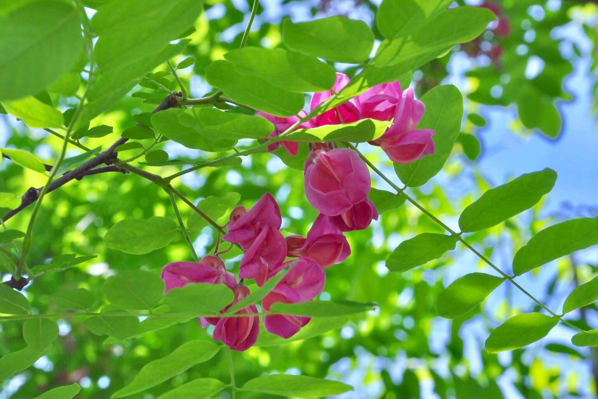 红花刺槐花语(红花刺槐的花可以食用吗)