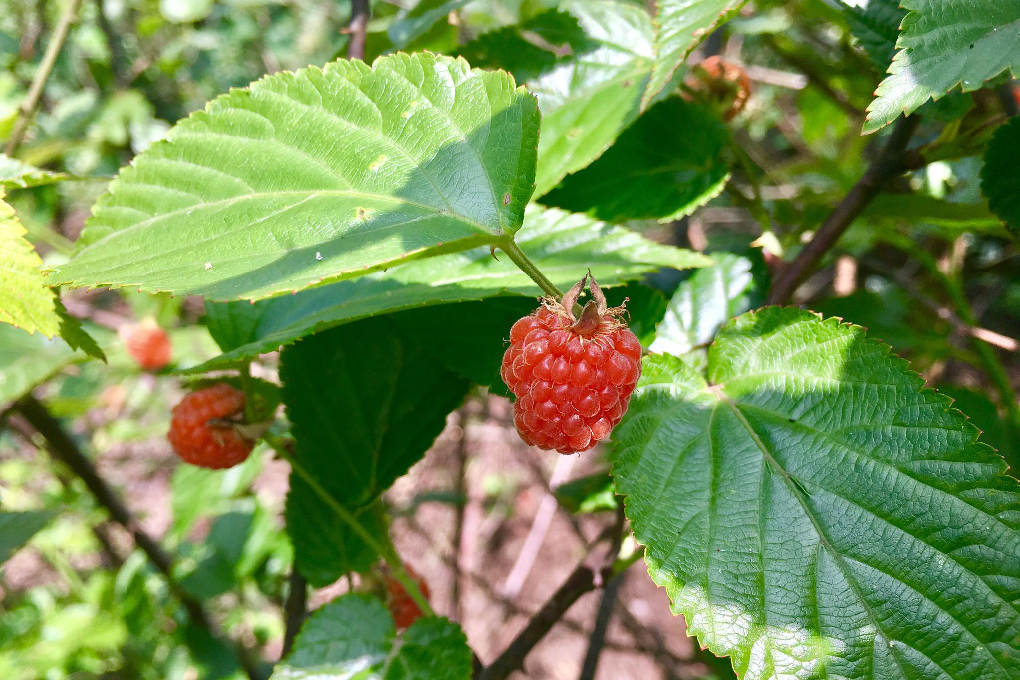山莓别名撒秧泡奶泡