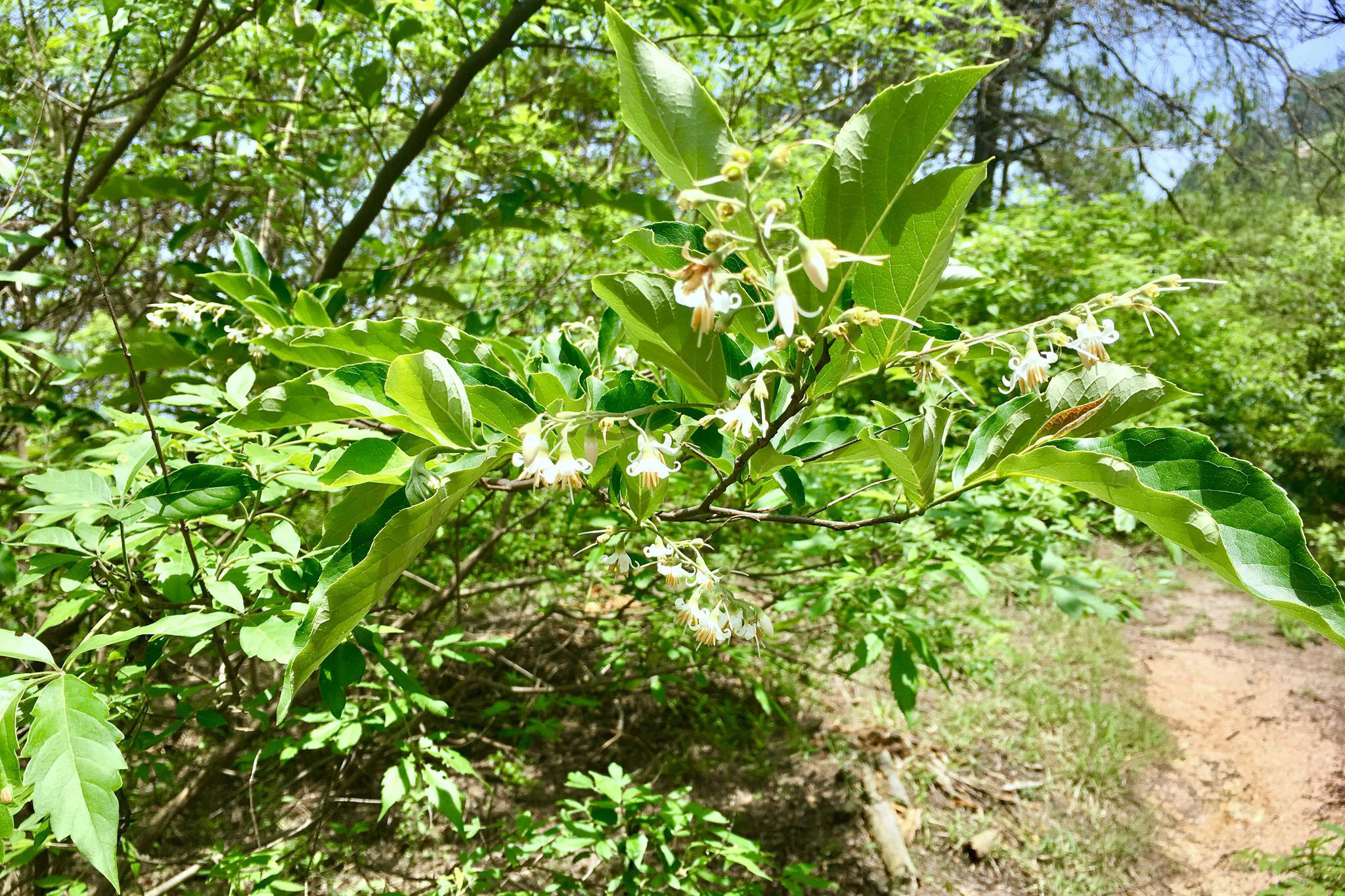 白花龙别名响铃子梦童子
