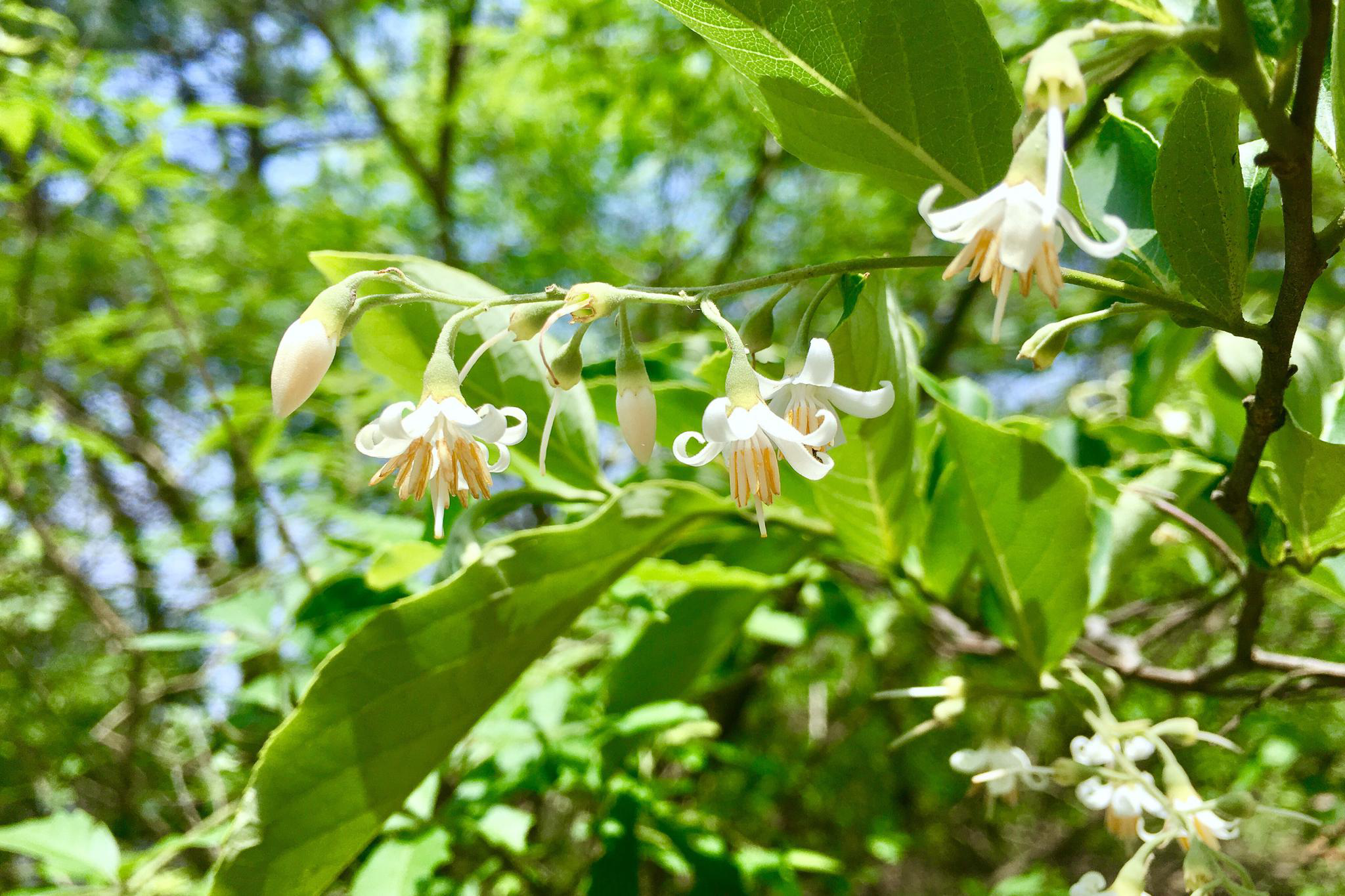 白花龙别名响铃子梦童子