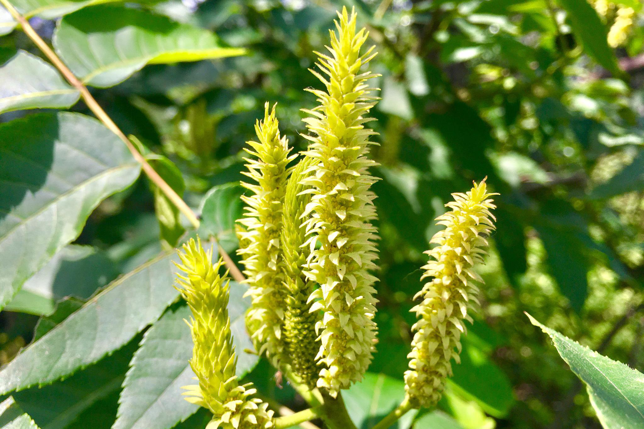 化香树别名花木香还香树