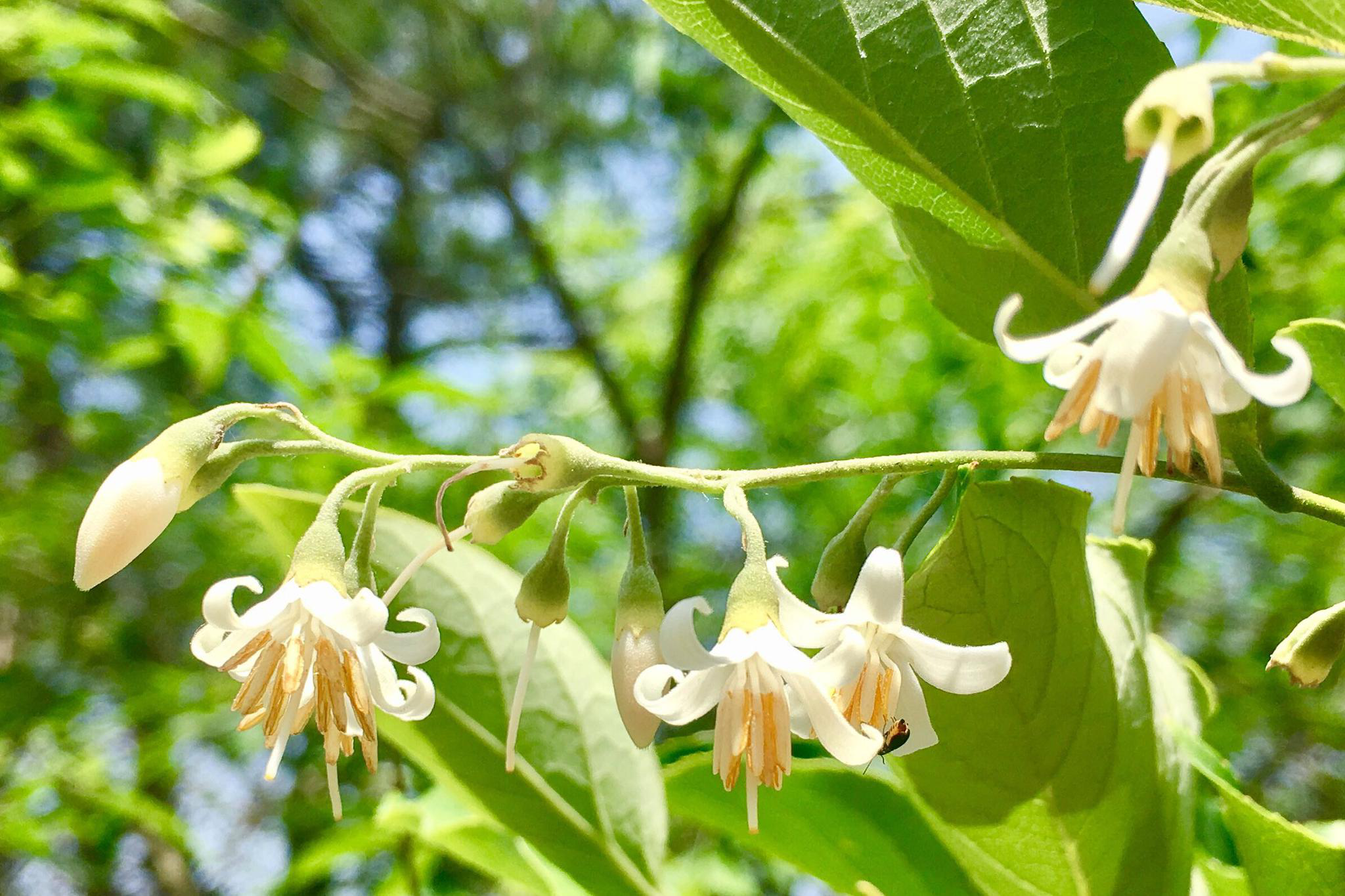 白花龙别名响铃子梦童子
