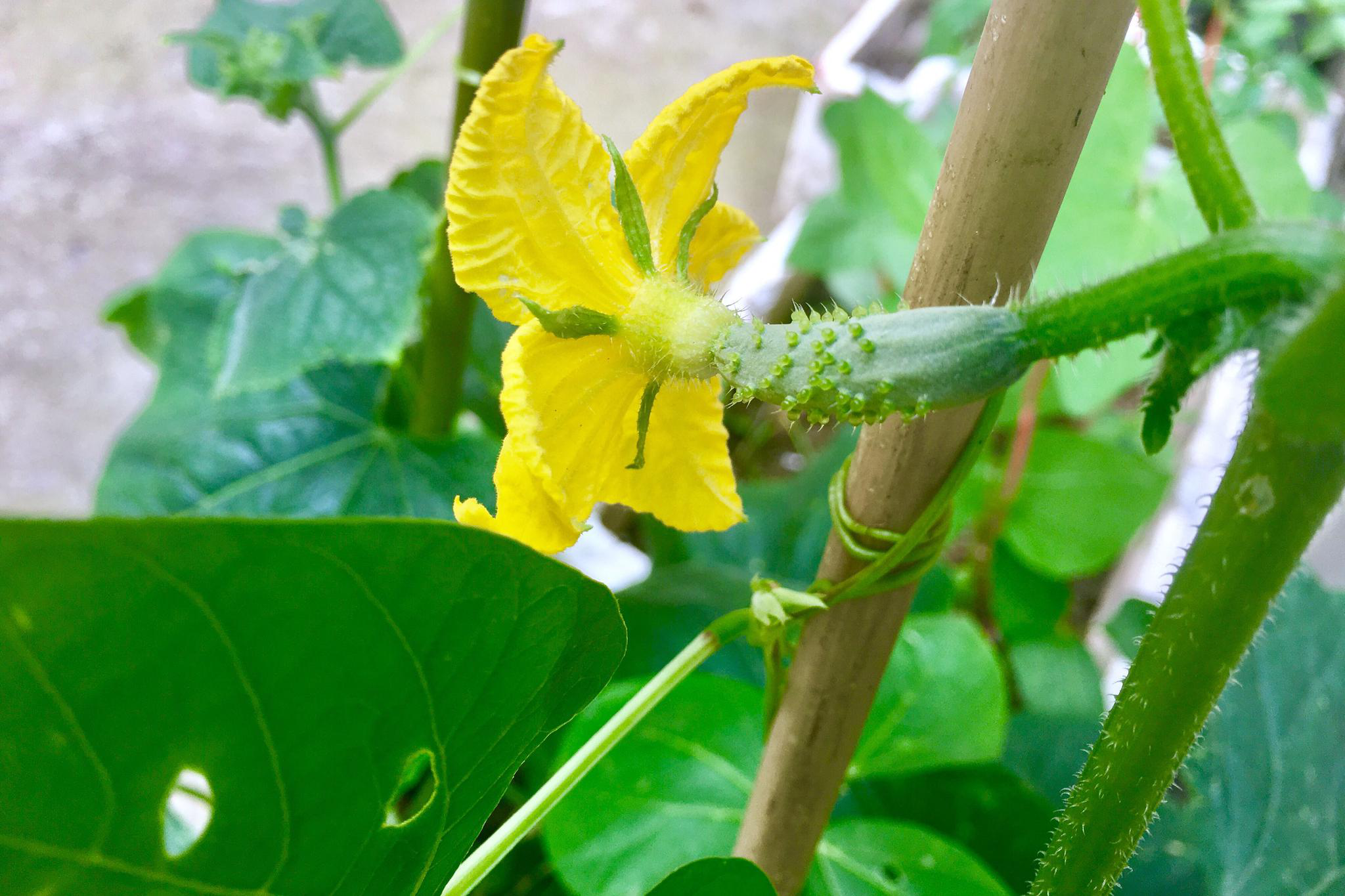 蔬菜·黄瓜花与果