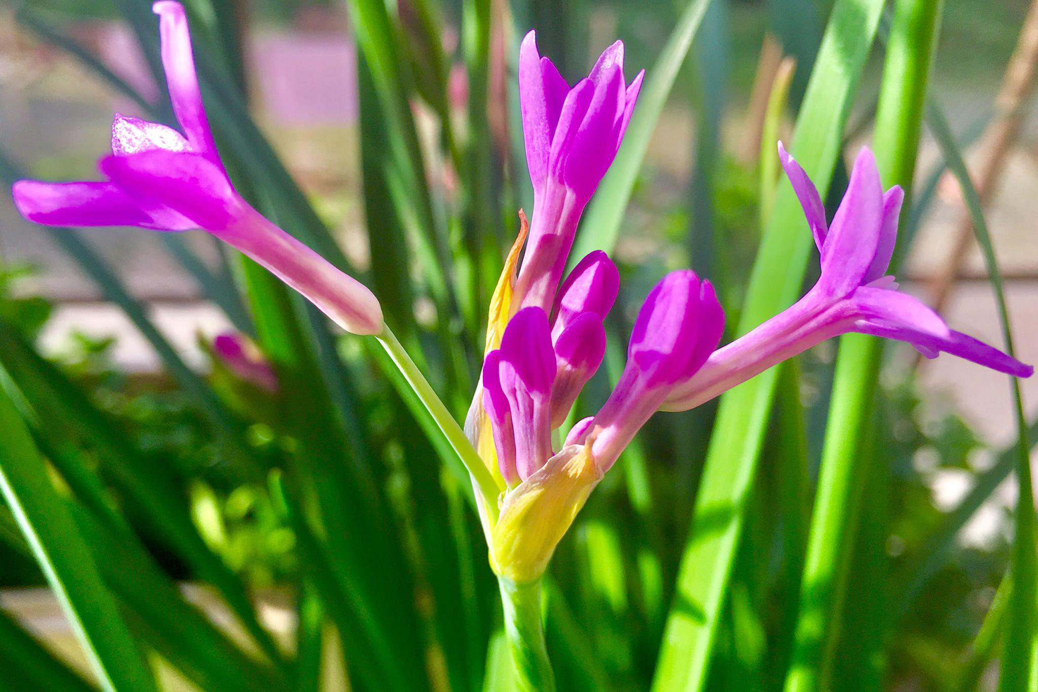 紫娇花别名非洲小百合全株浓郁韭菜味可食用