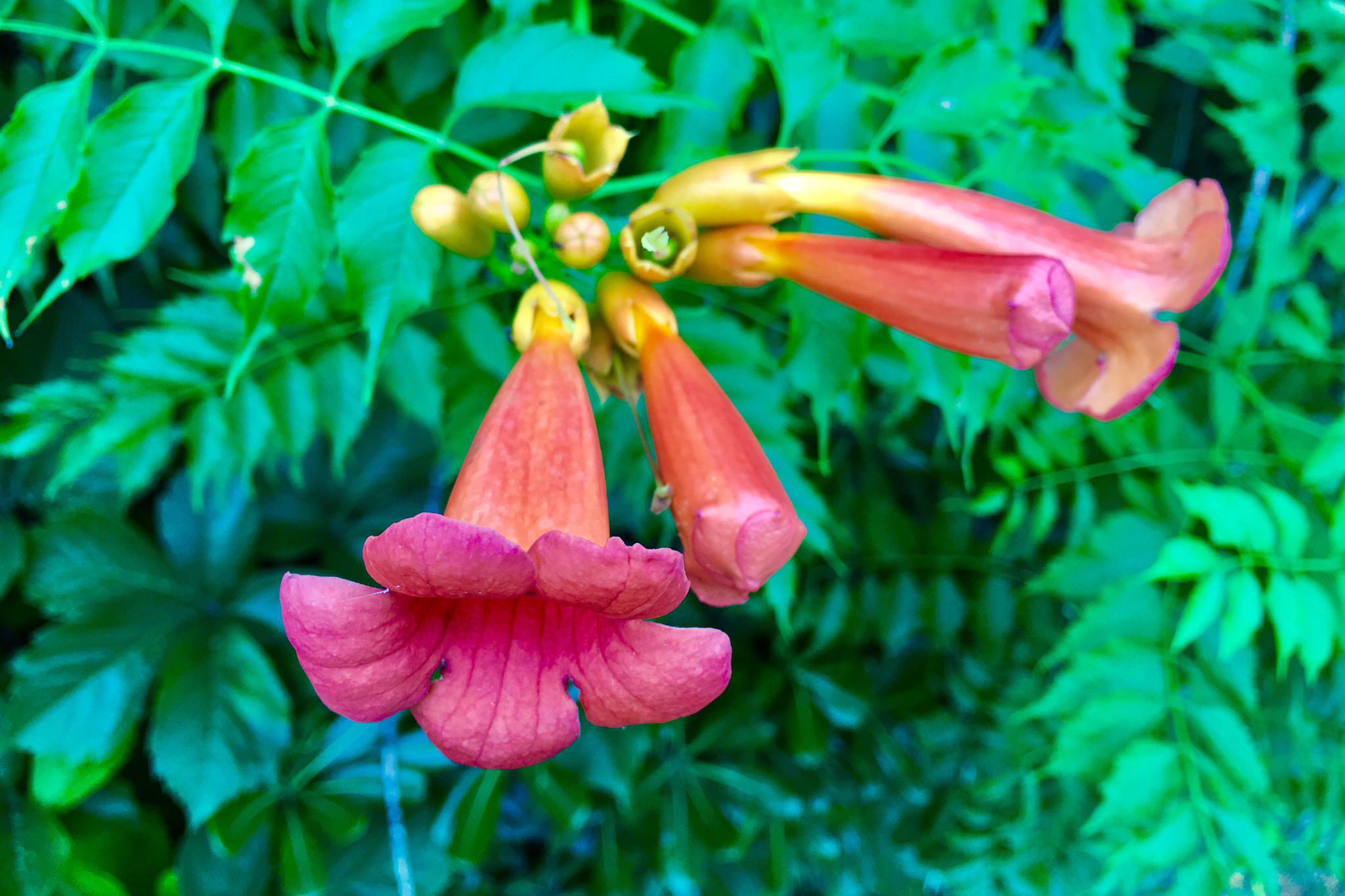 神奇的花凌霄别名紫葳五爪龙红花倒水莲