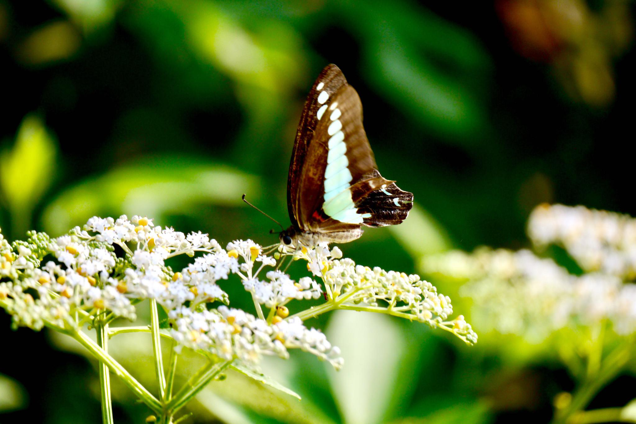 蝶舞翩翩美蝴蝶
