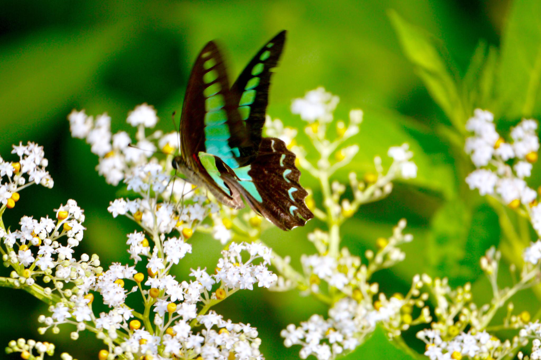 蝶舞翩翩美蝴蝶