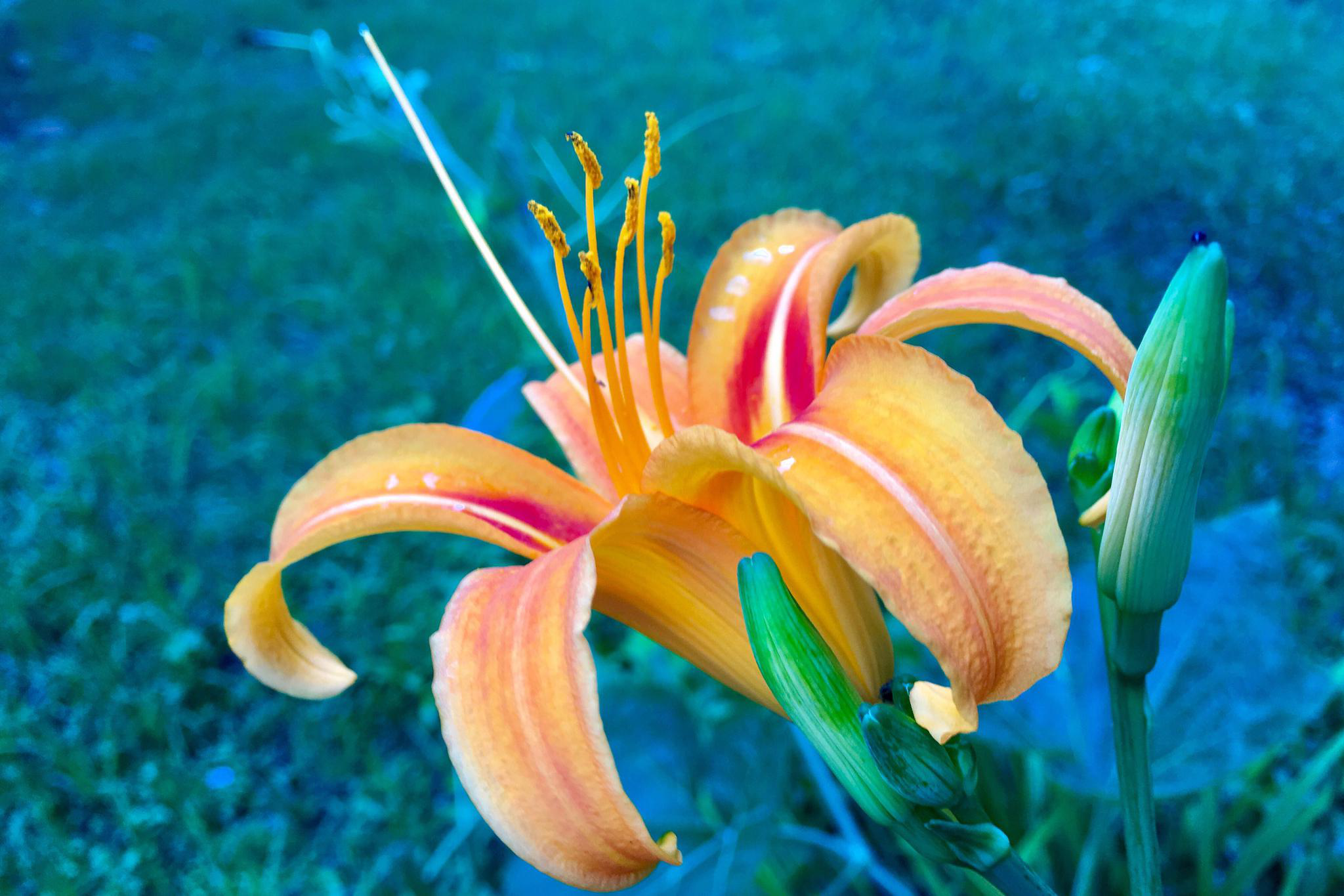 中国的母亲花【萱草】