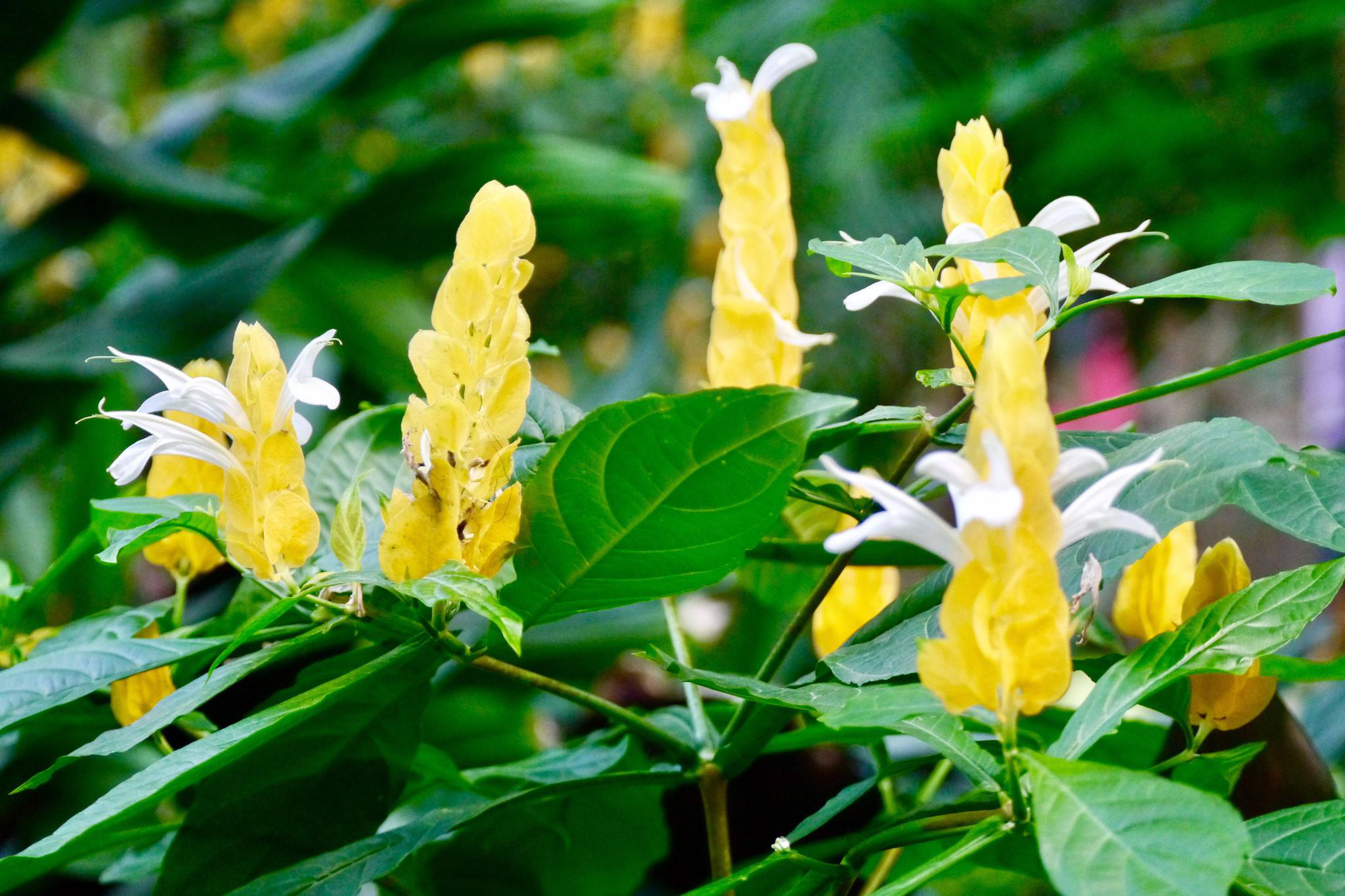 金苞花又名黄虾花金包银