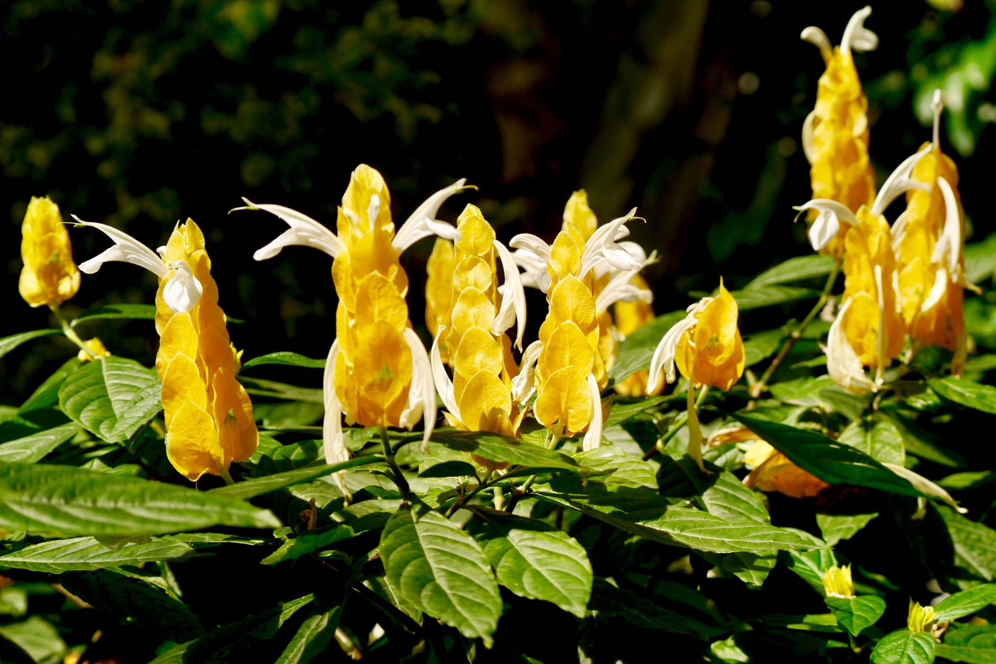 金苞花又名黄虾花金包银