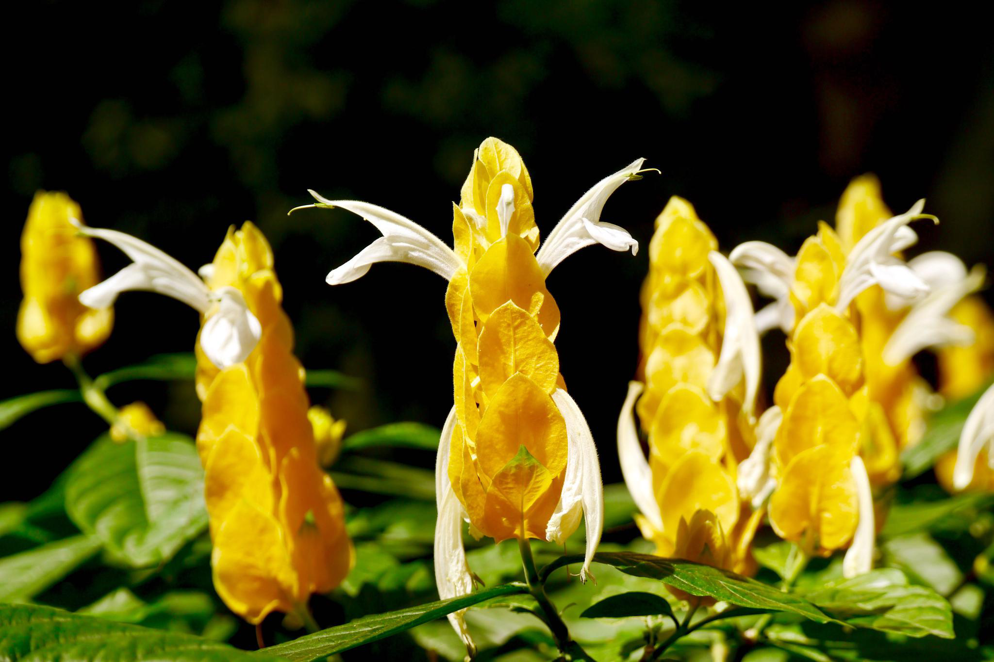 金苞花又名黄虾花金包银
