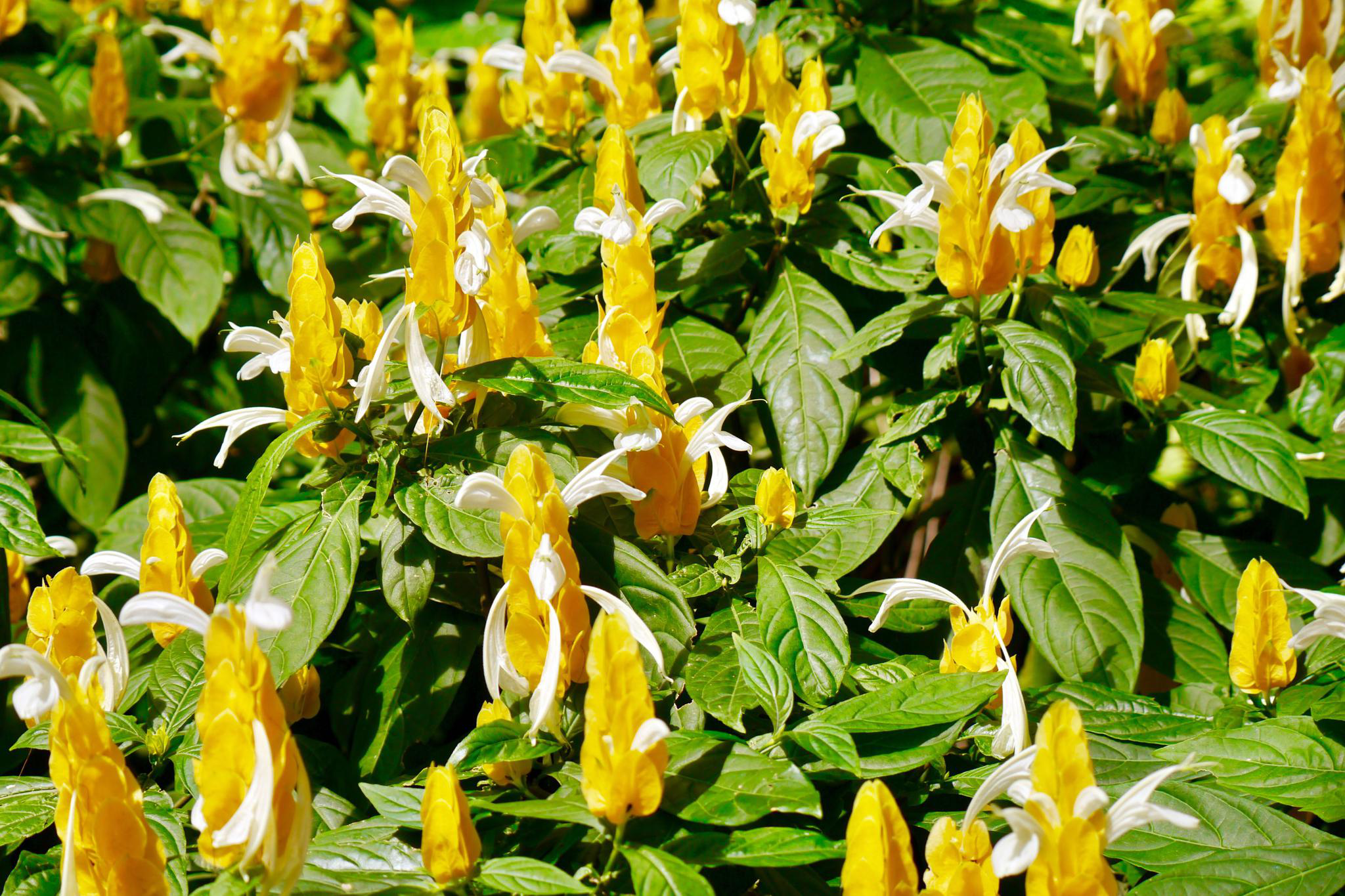 金苞花又名黄虾花金包银