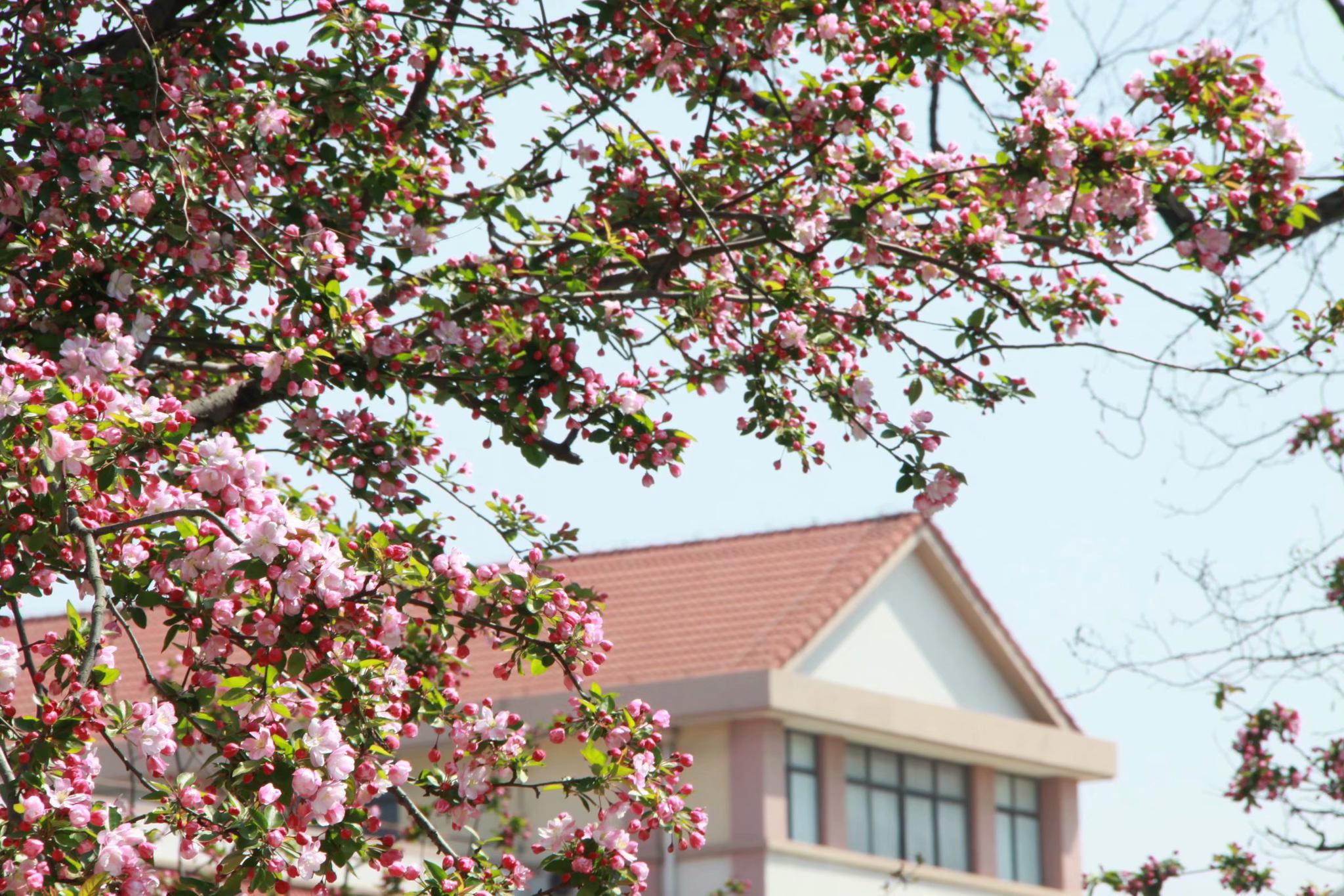 摄影图集八大关的海棠树