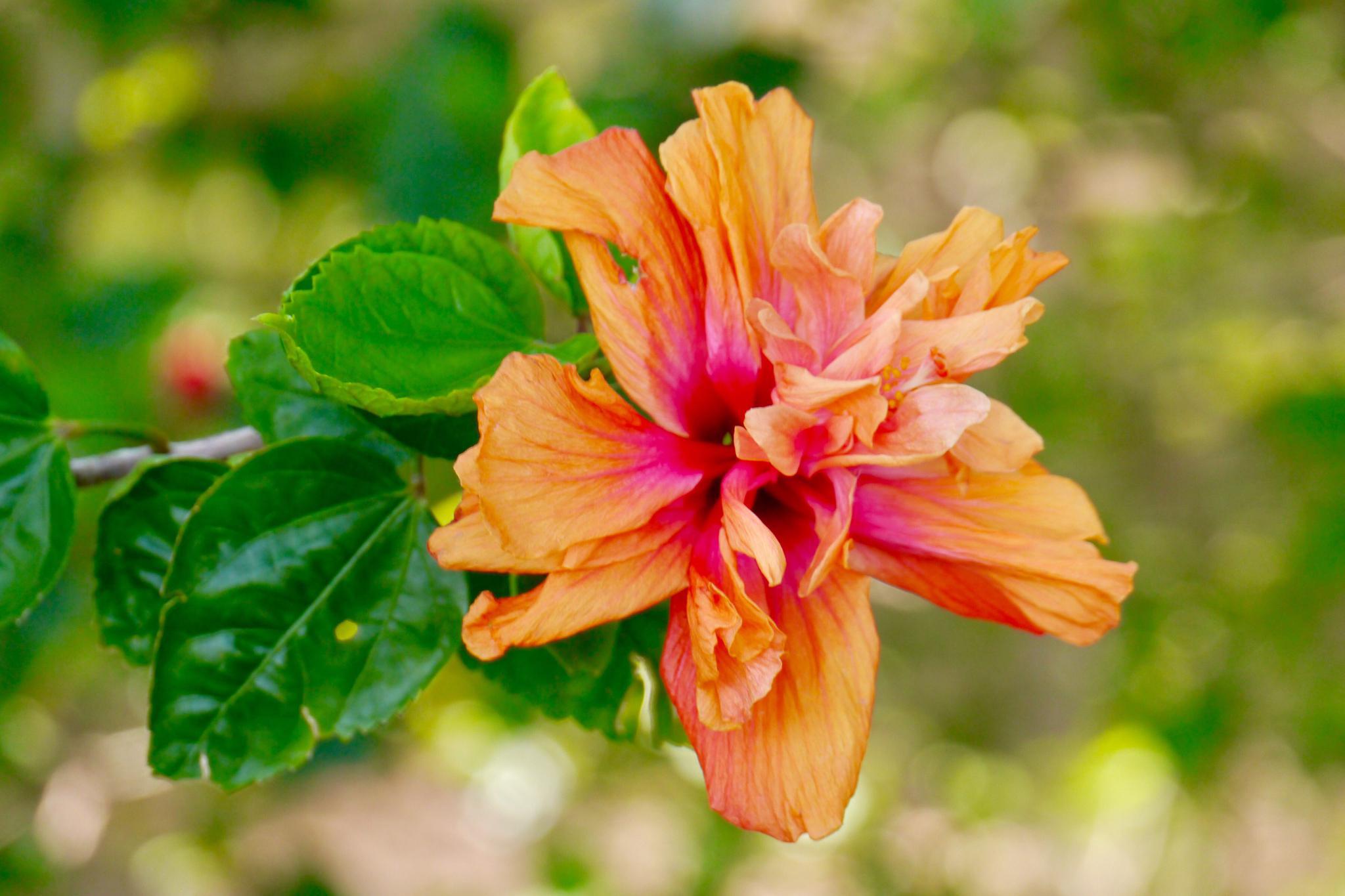 美丽的重瓣朱槿