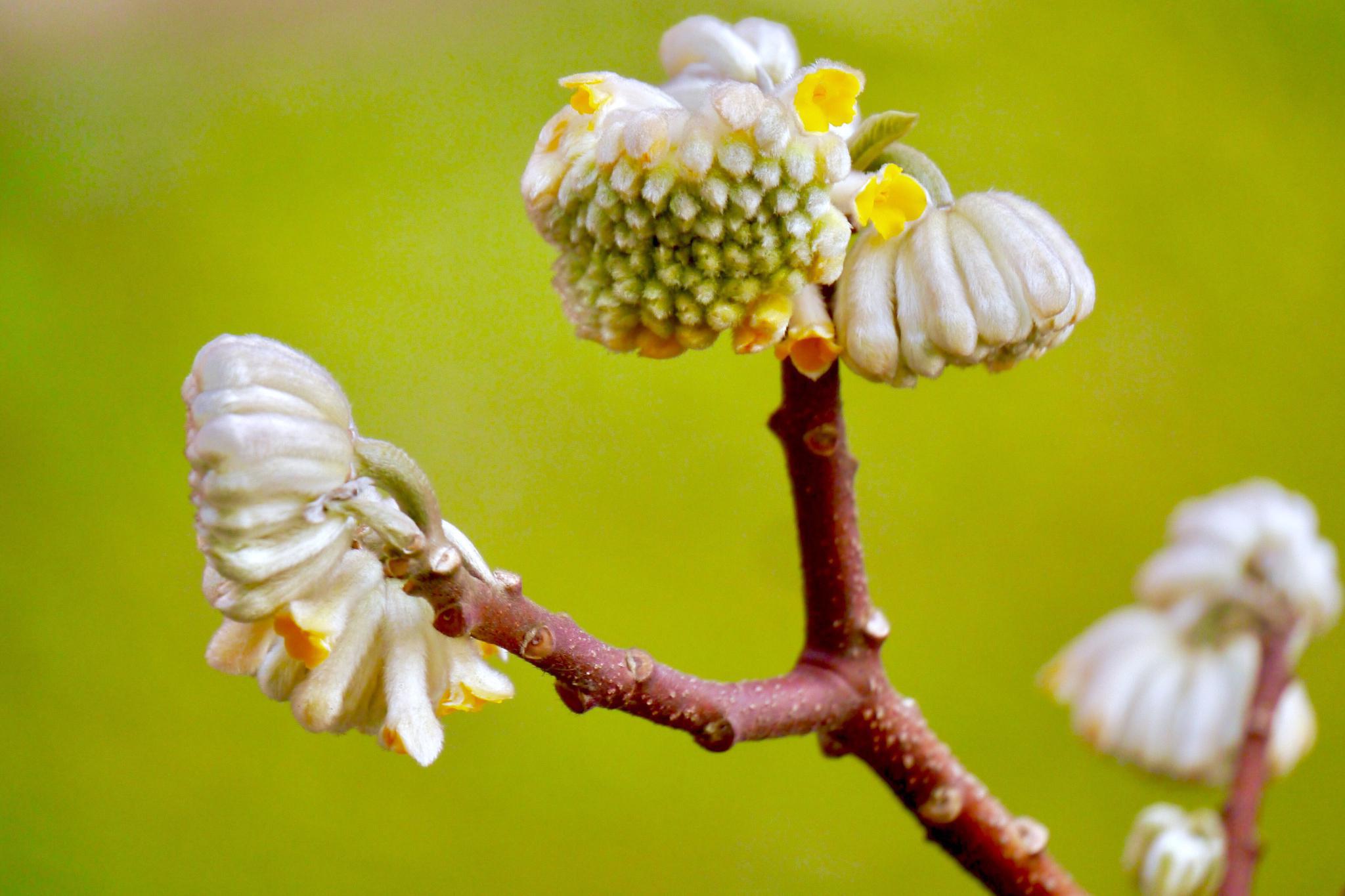 又见结香花盛开|结香花_新浪新闻