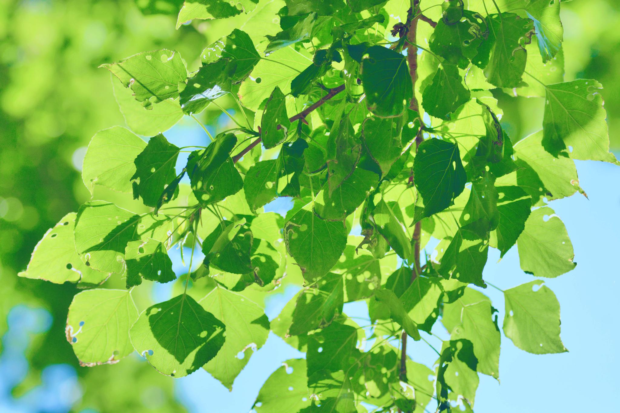 杨树叶子上面都是虫孔原创摄影