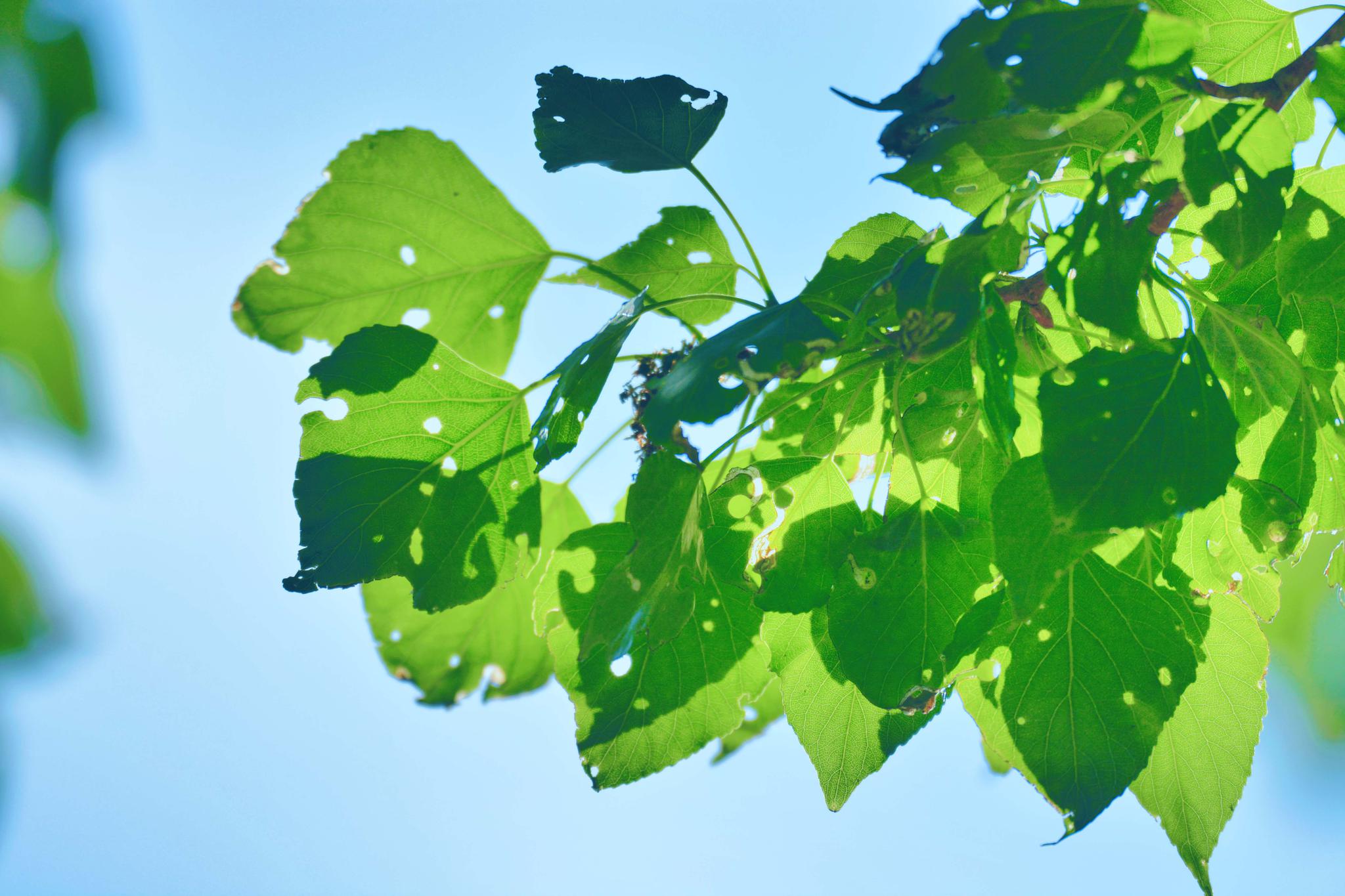 杨树叶子上面都是虫孔,原创摄影杨树叶子上面都是虫