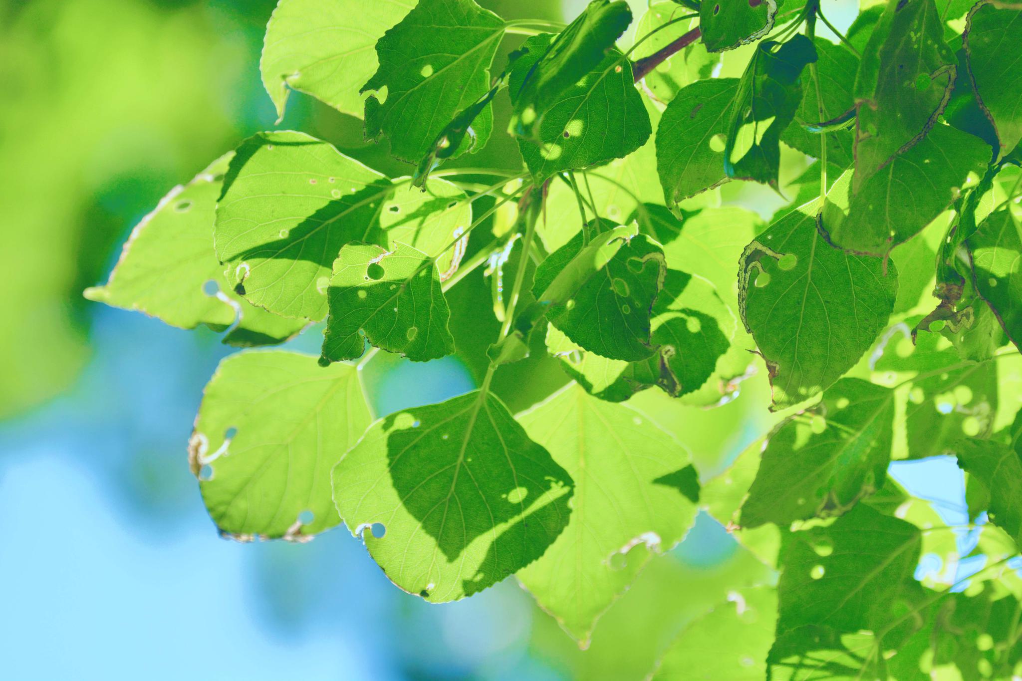 杨树叶子上面都是虫孔原创摄影