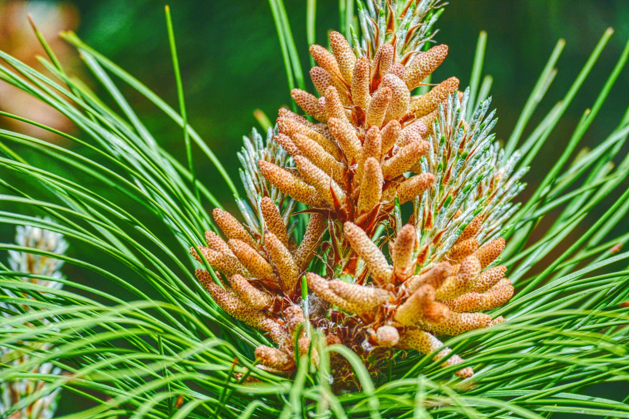 马尾松的花很常见很特别原创摄影