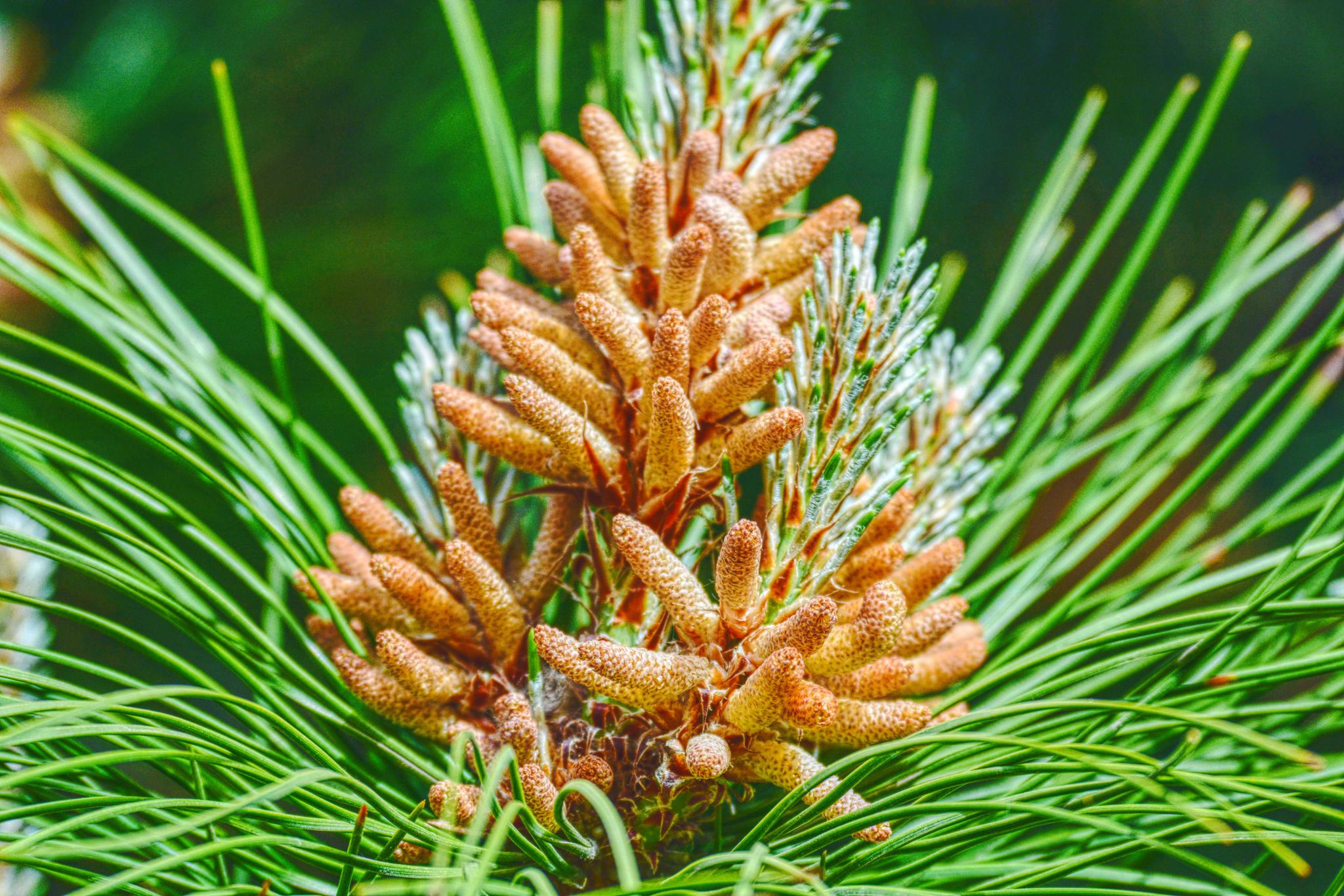 马尾松的花很常见很特别原创摄影