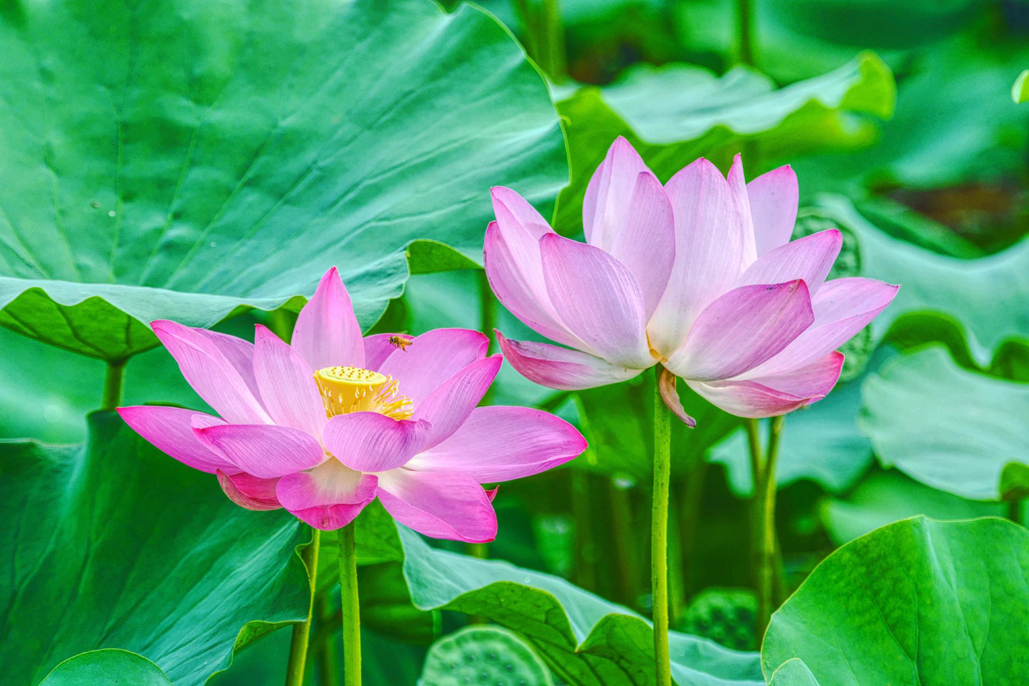 一组荷花祝福中秋,原创摄影