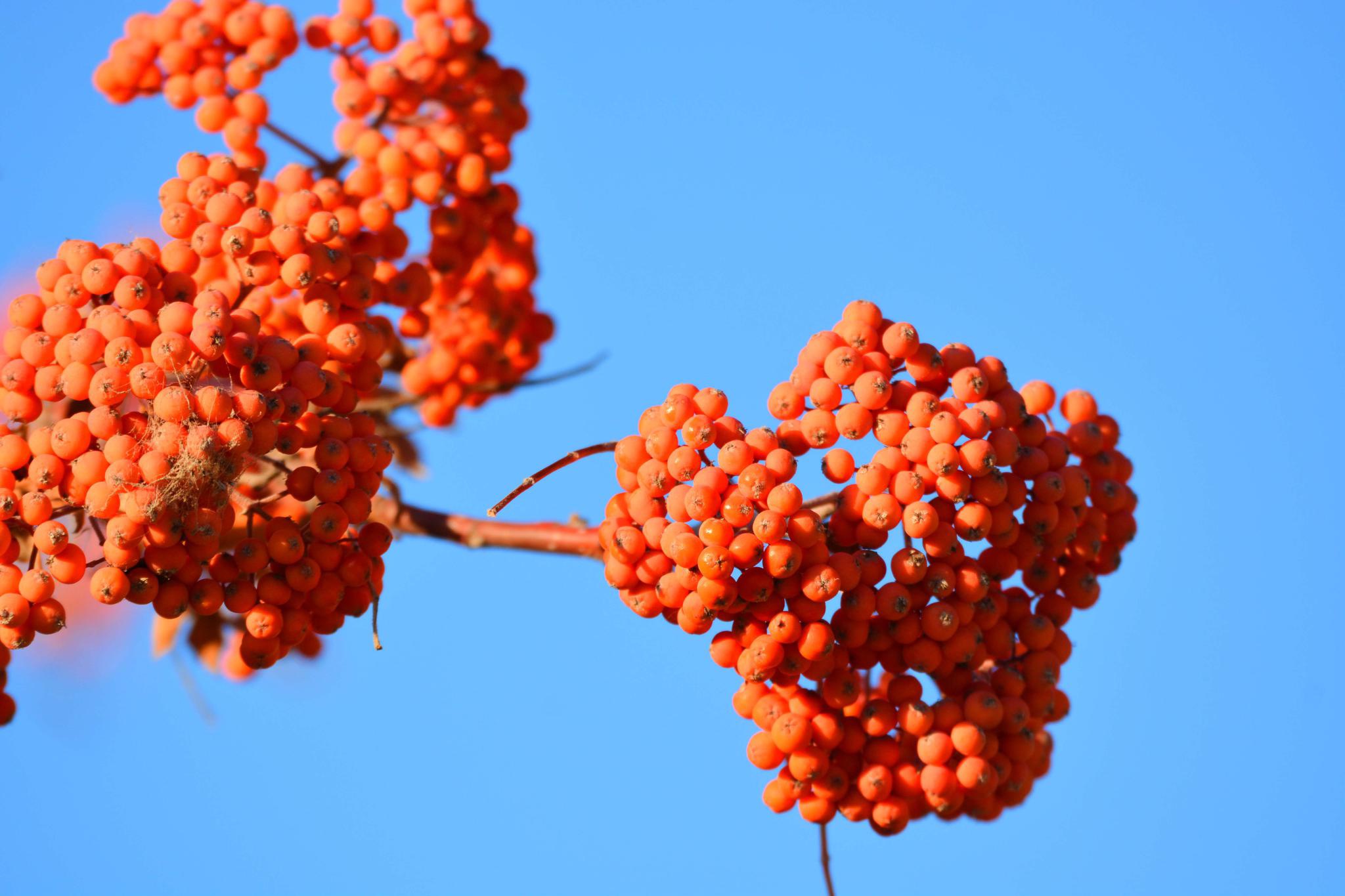 秋天花楸树的果子 原创拍摄