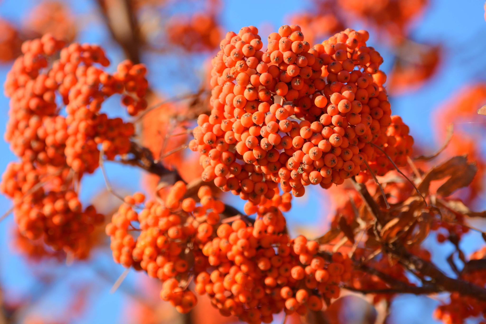 秋天花楸树的果子 原创拍摄
