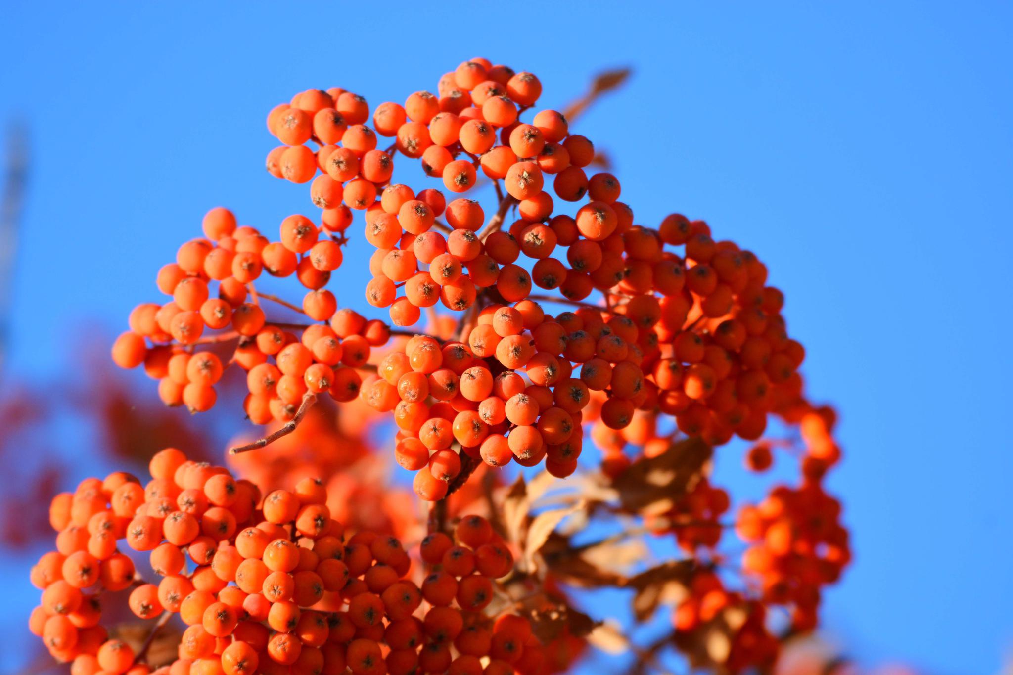秋天花楸树的果子 原创拍摄