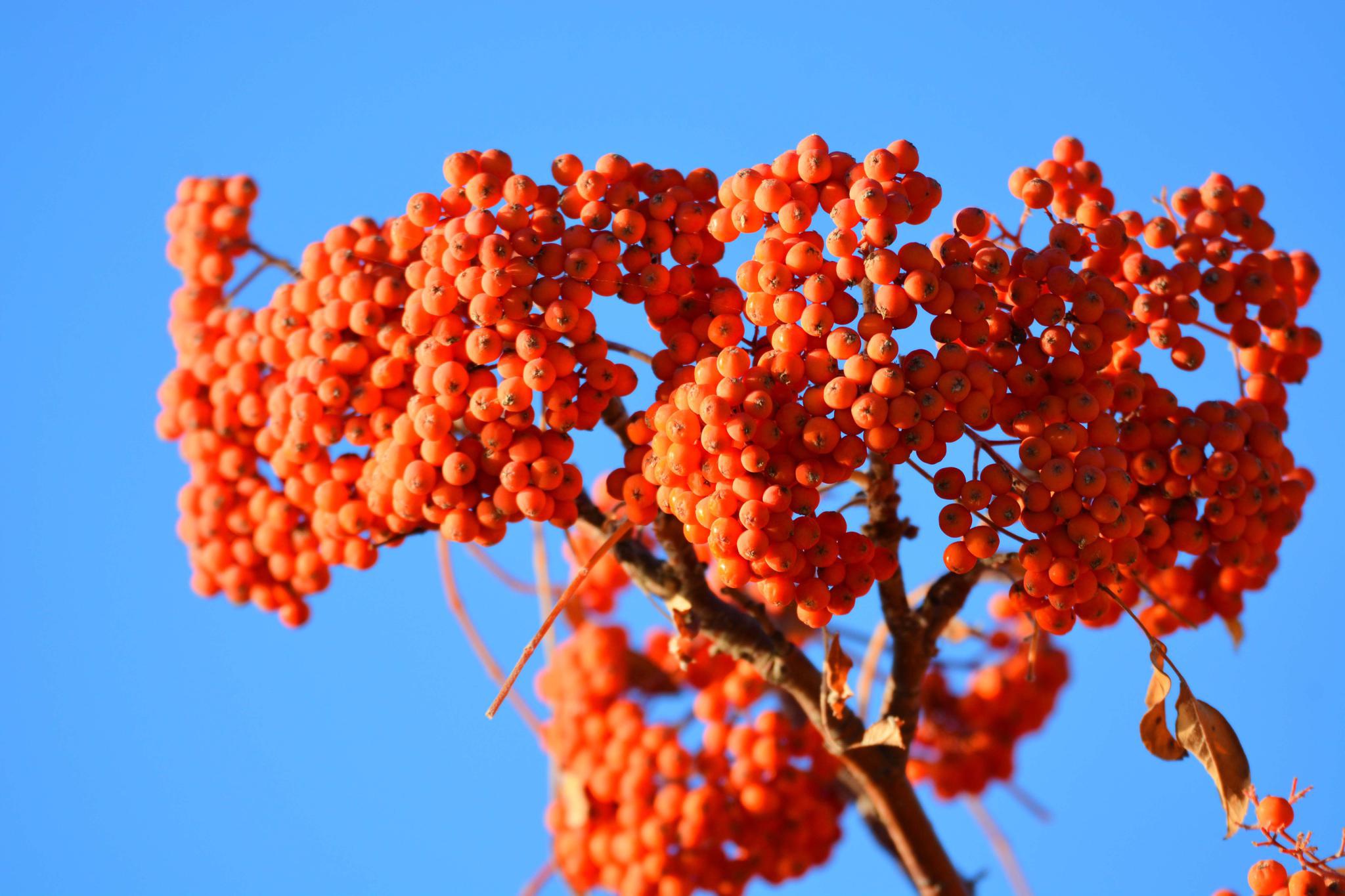 秋天花楸树的果子 原创拍摄
