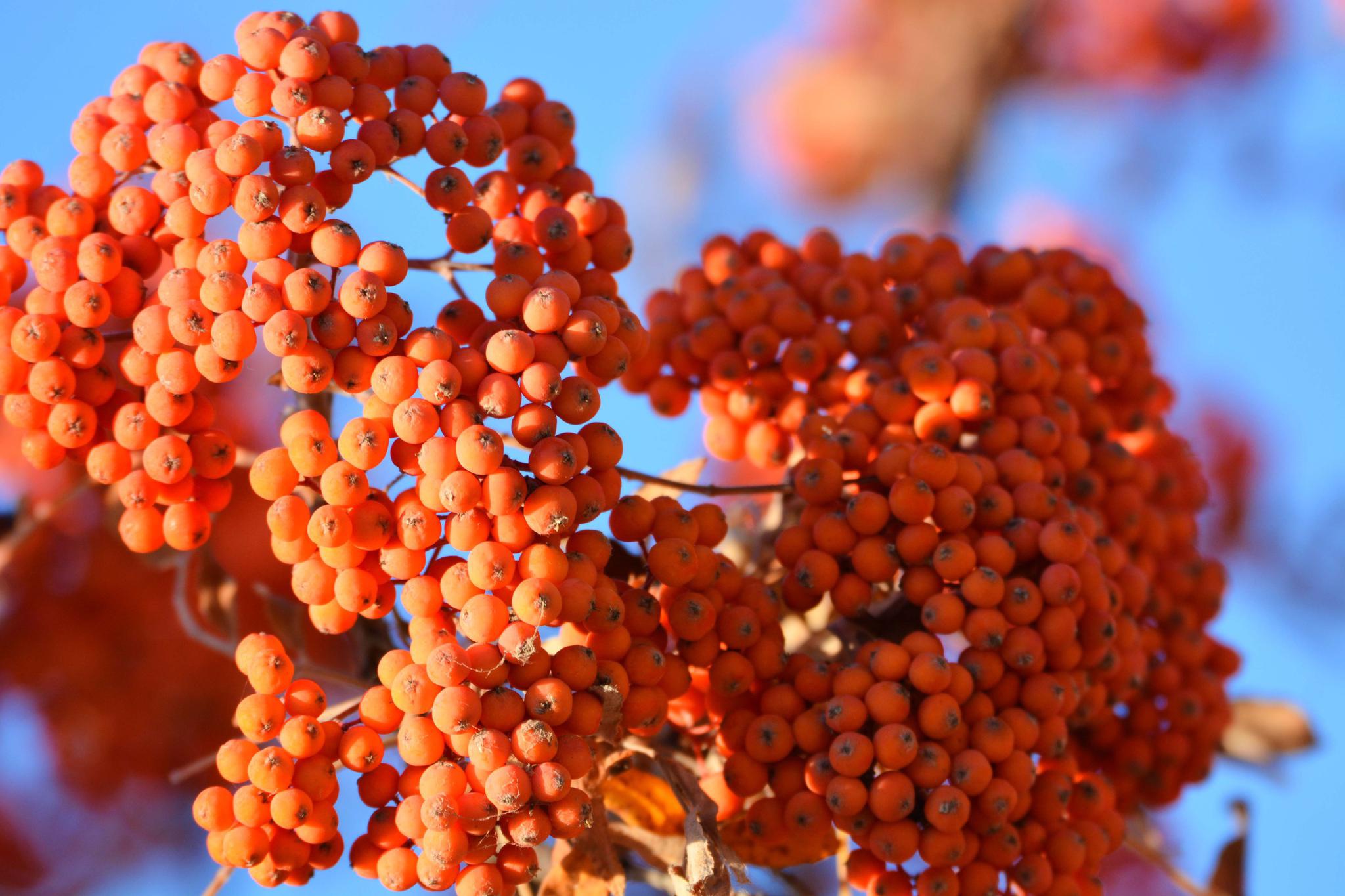 秋天花楸树的果子 原创拍摄