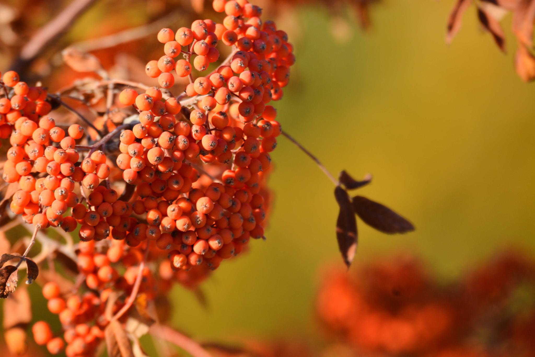 秋天花楸树的果子 原创拍摄