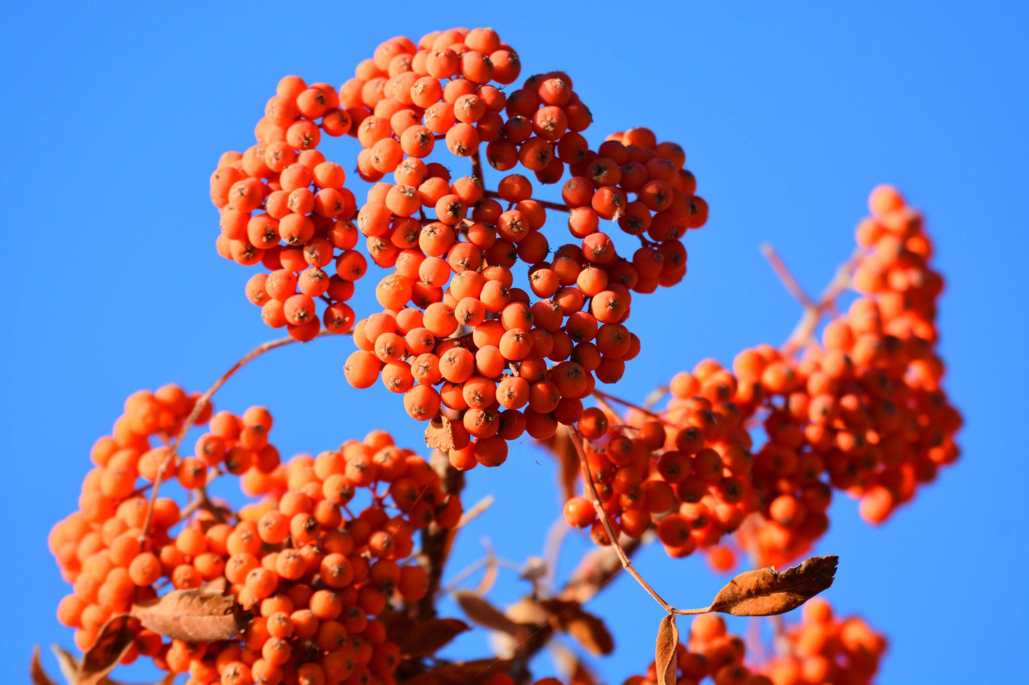 秋天花楸树的果子 原创拍摄 高清图集 新浪网