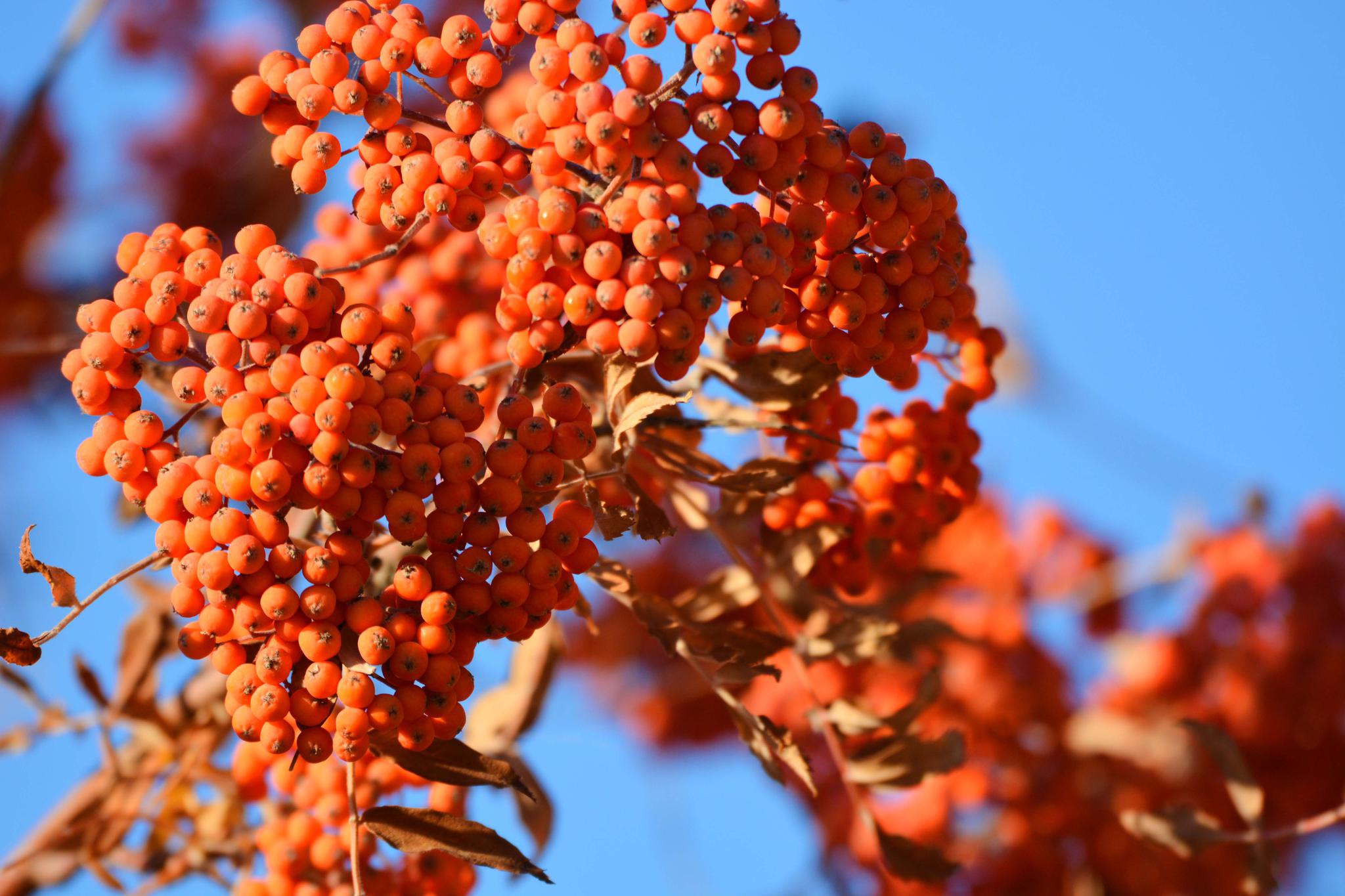 秋天花楸树的果子 原创拍摄