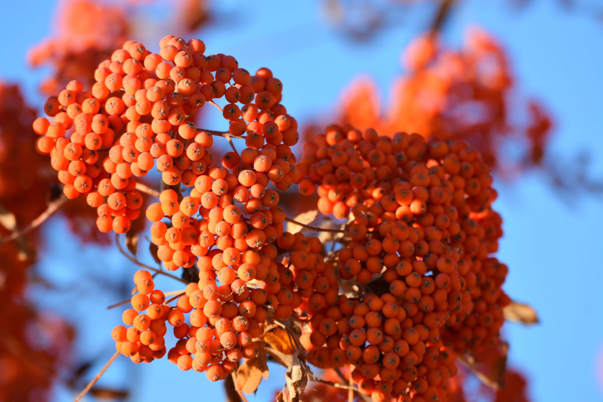 秋天花楸树的果子 原创拍摄