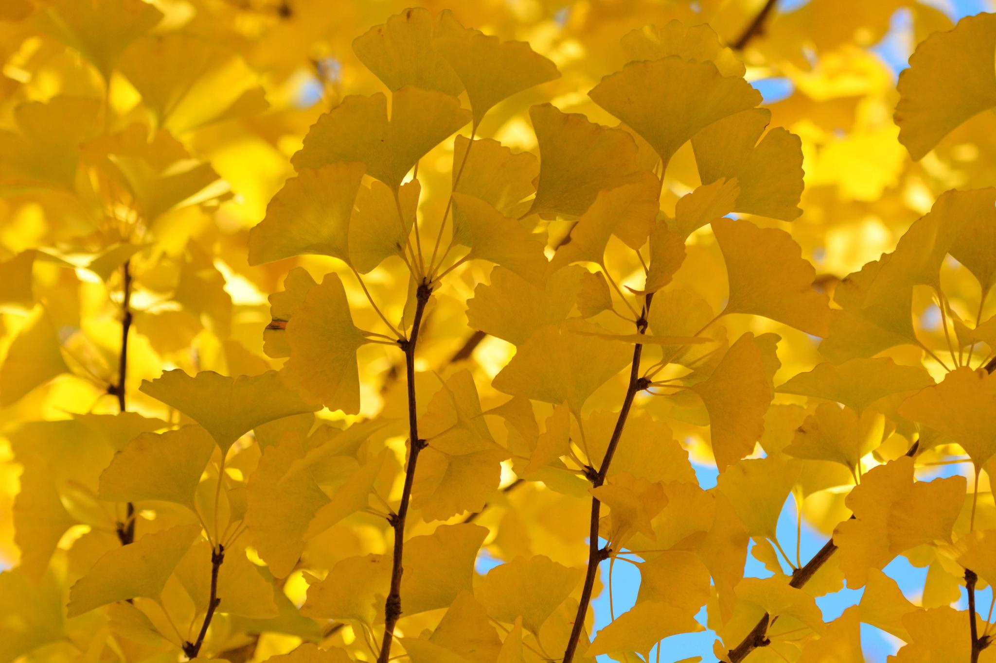 金色的银杏叶金色的秋天,原创拍摄