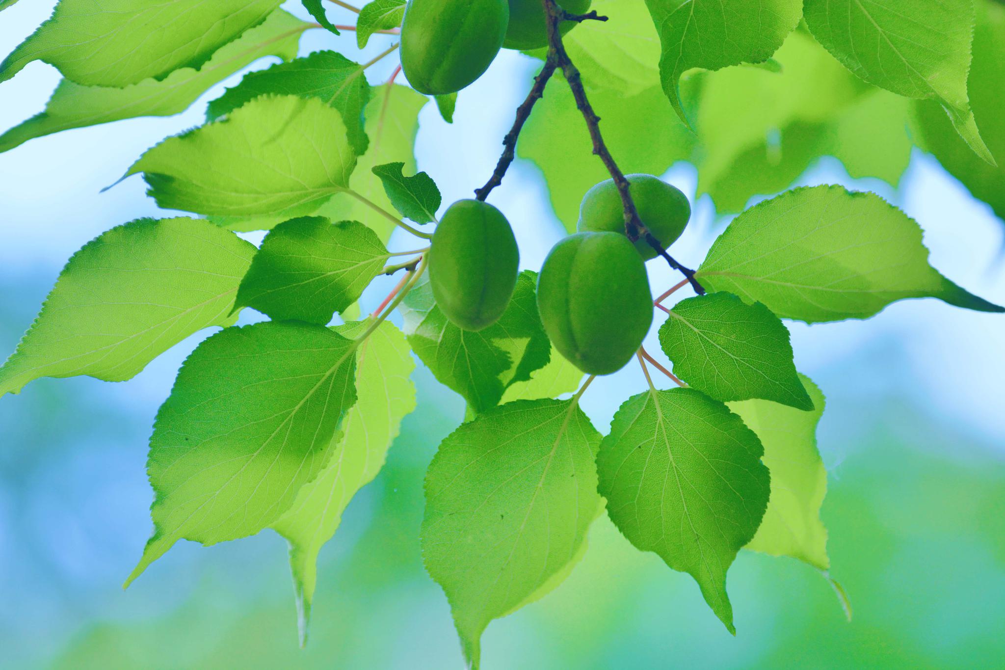 清新美丽的山杏,原创拍摄