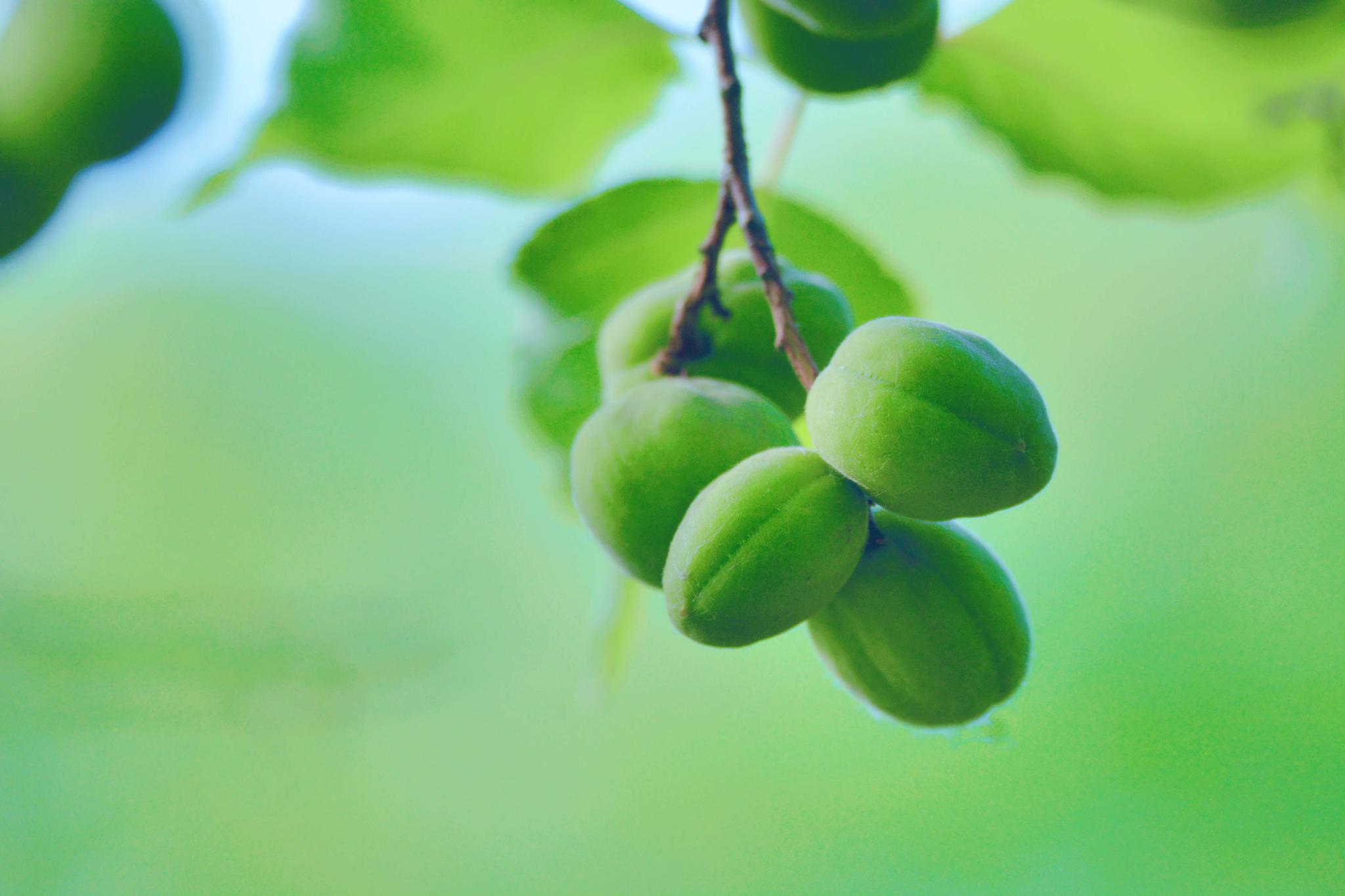 清新美丽的山杏,原创拍摄