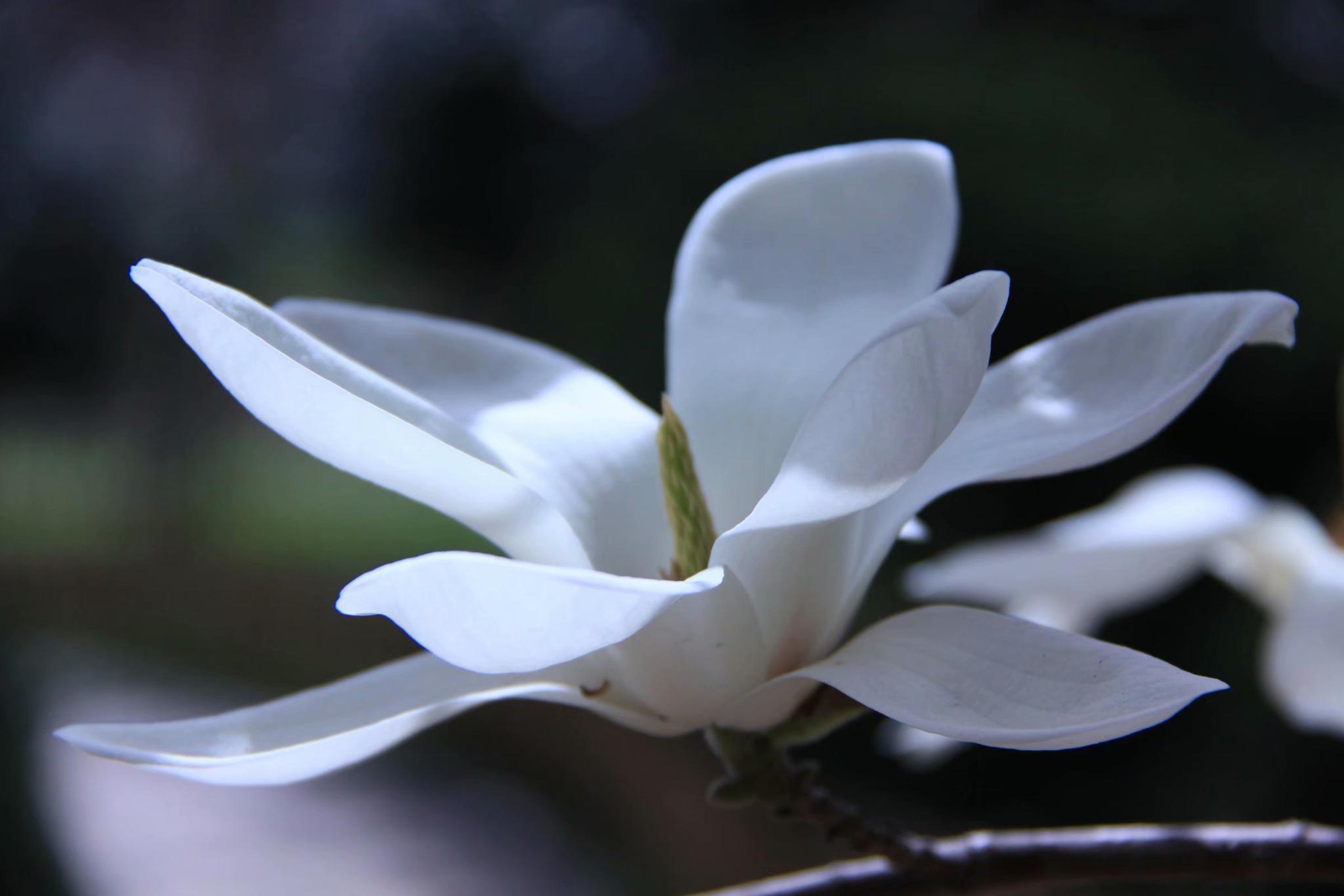 植物相册 玉兰花