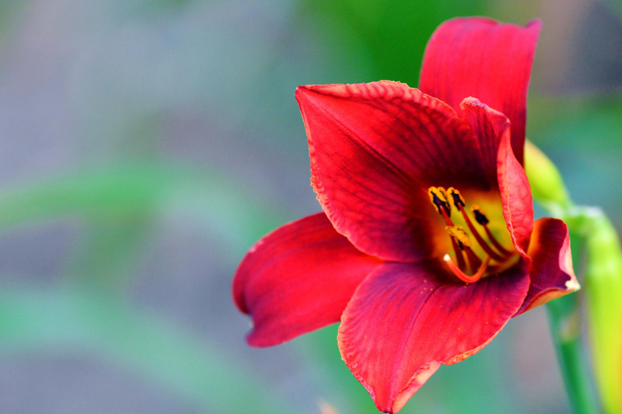 非常漂亮的红花,原创拍摄