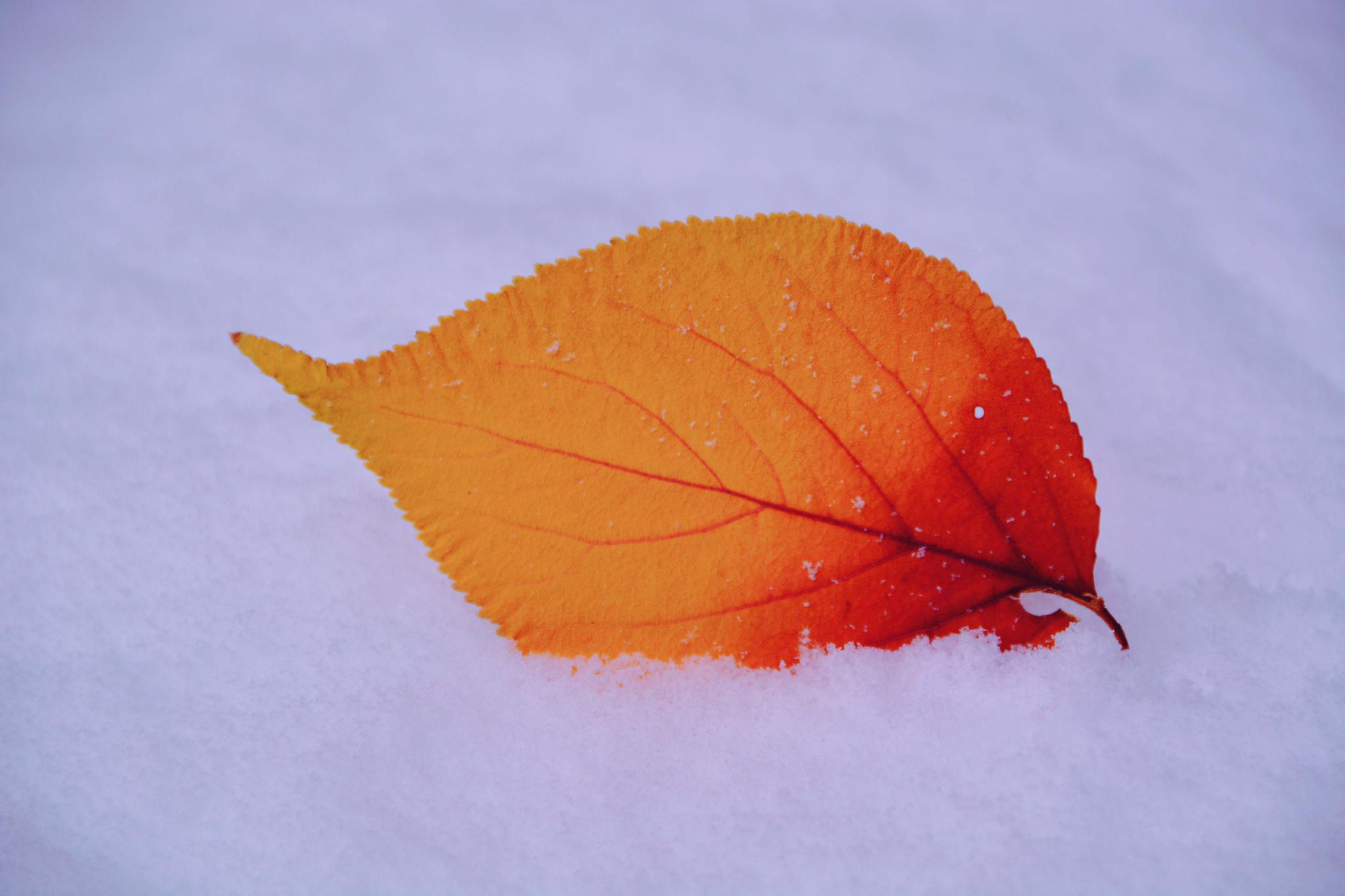 雪地上的杏树叶美艳动人,原创拍摄_高清图集_新浪网