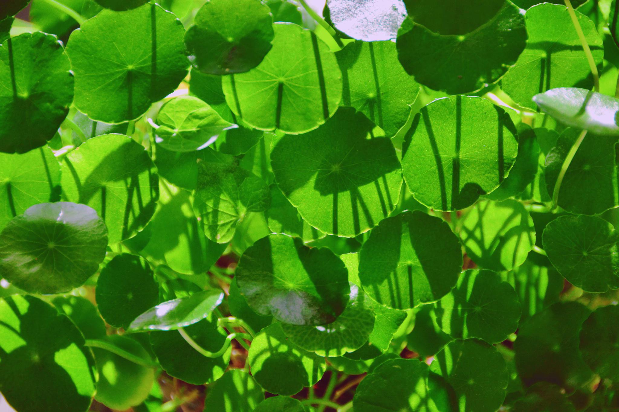 翠绿的铜钱草,原创拍摄_高清图集_新浪网