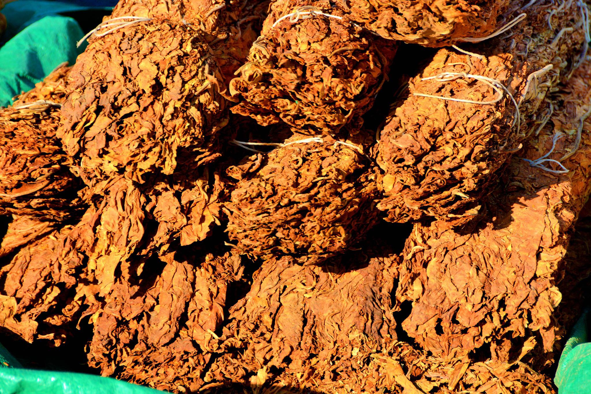 干的旱烟叶,原创拍摄