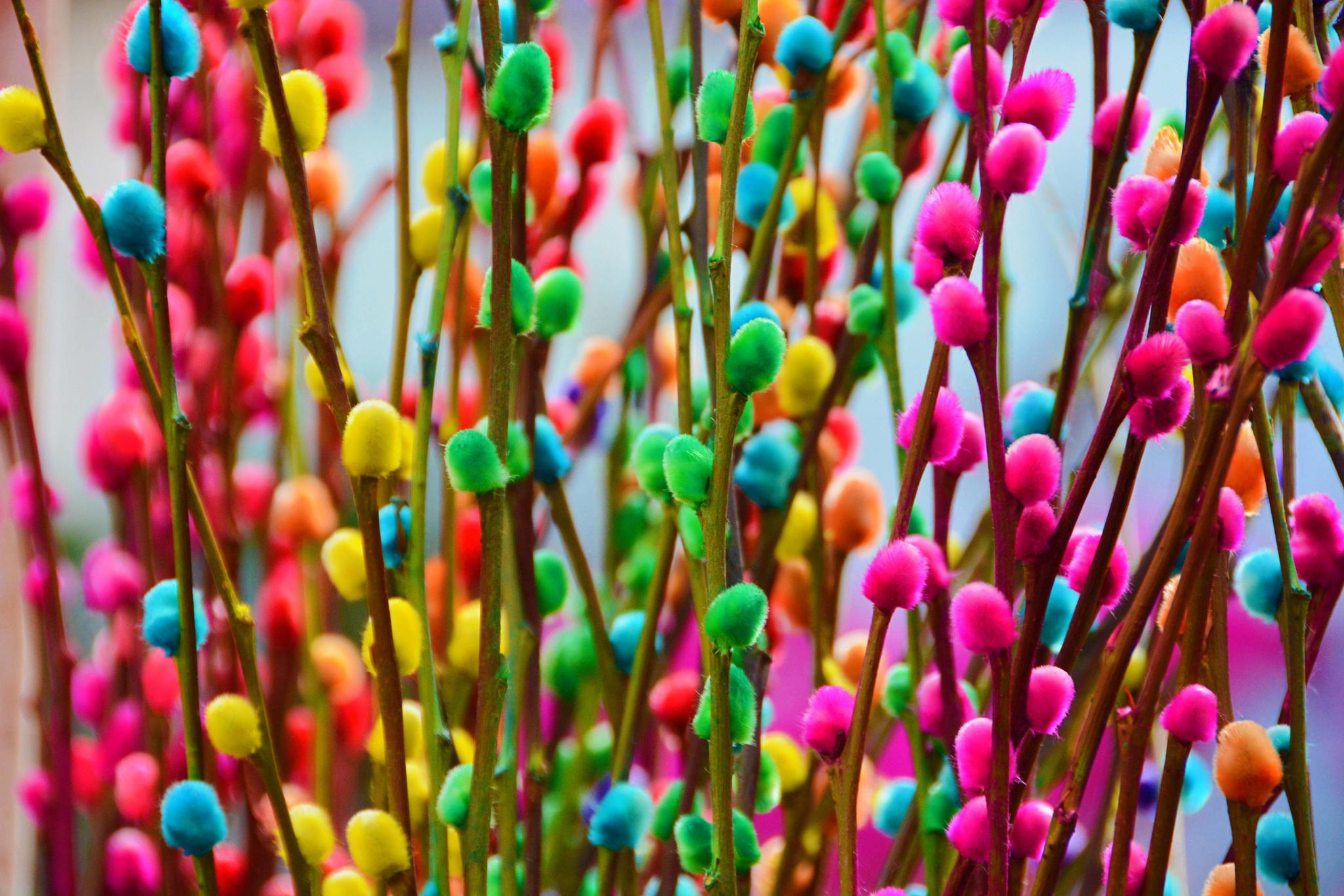 五颜六色的银柳,原创拍摄_高清图集_新浪网